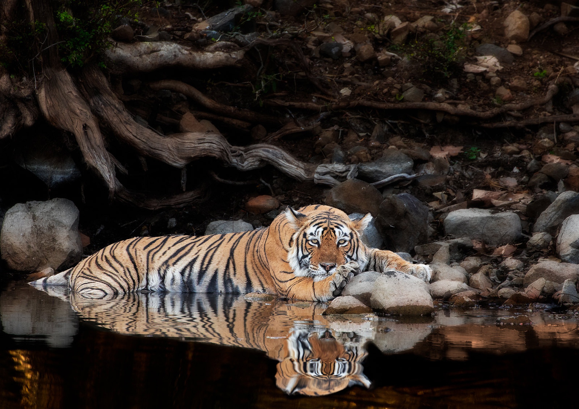 Laden Sie das Tiere, Katzen, Tiger, Spiegelung-Bild kostenlos auf Ihren PC-Desktop herunter