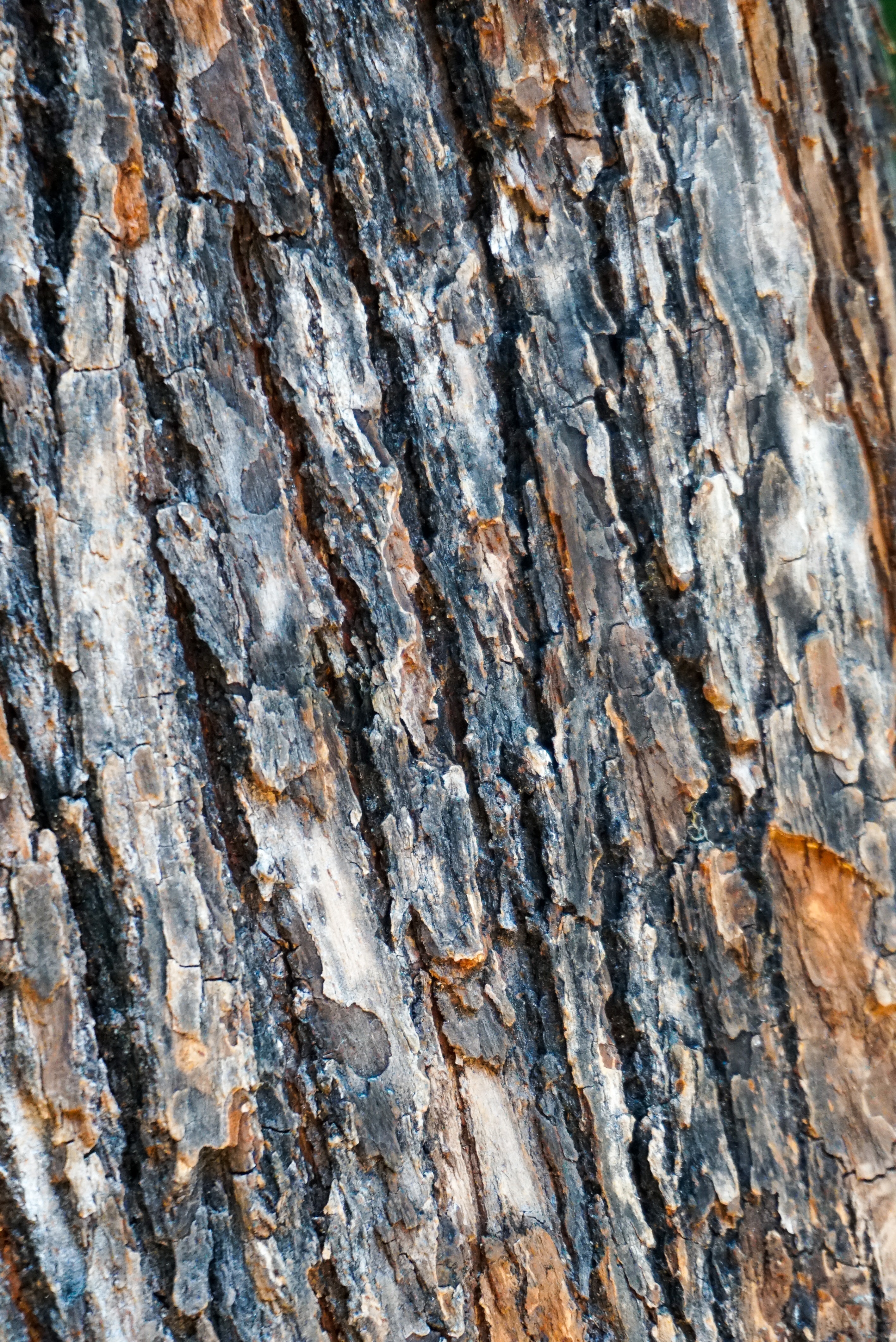 Download mobile wallpaper Spruce, Fir, Wood, Tree, Bark, Texture, Textures for free.