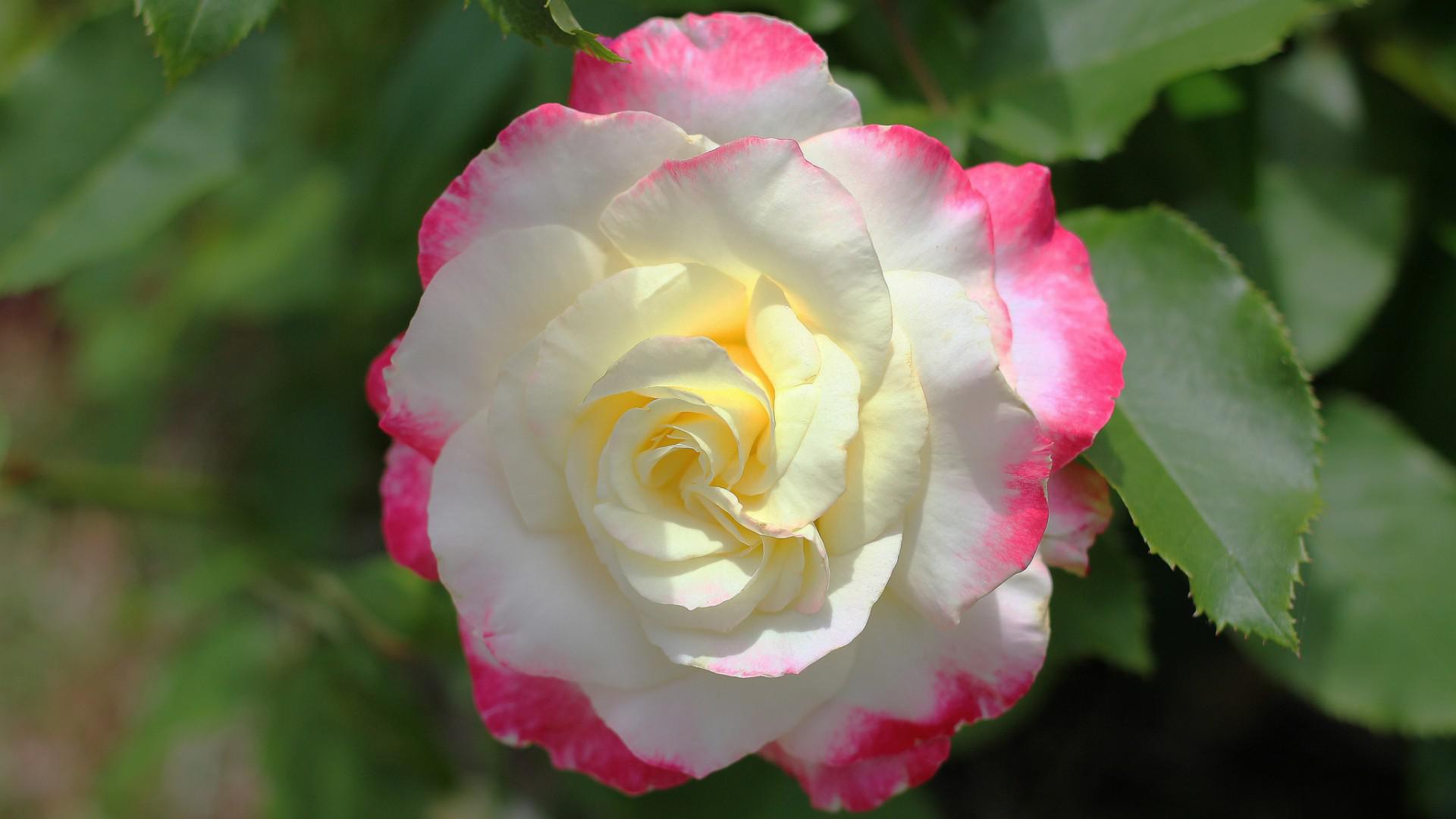 Téléchargez des papiers peints mobile Fleurs, Rose, Fleur, Fermer, Fleur Blanche, La Nature, Terre/nature gratuitement.