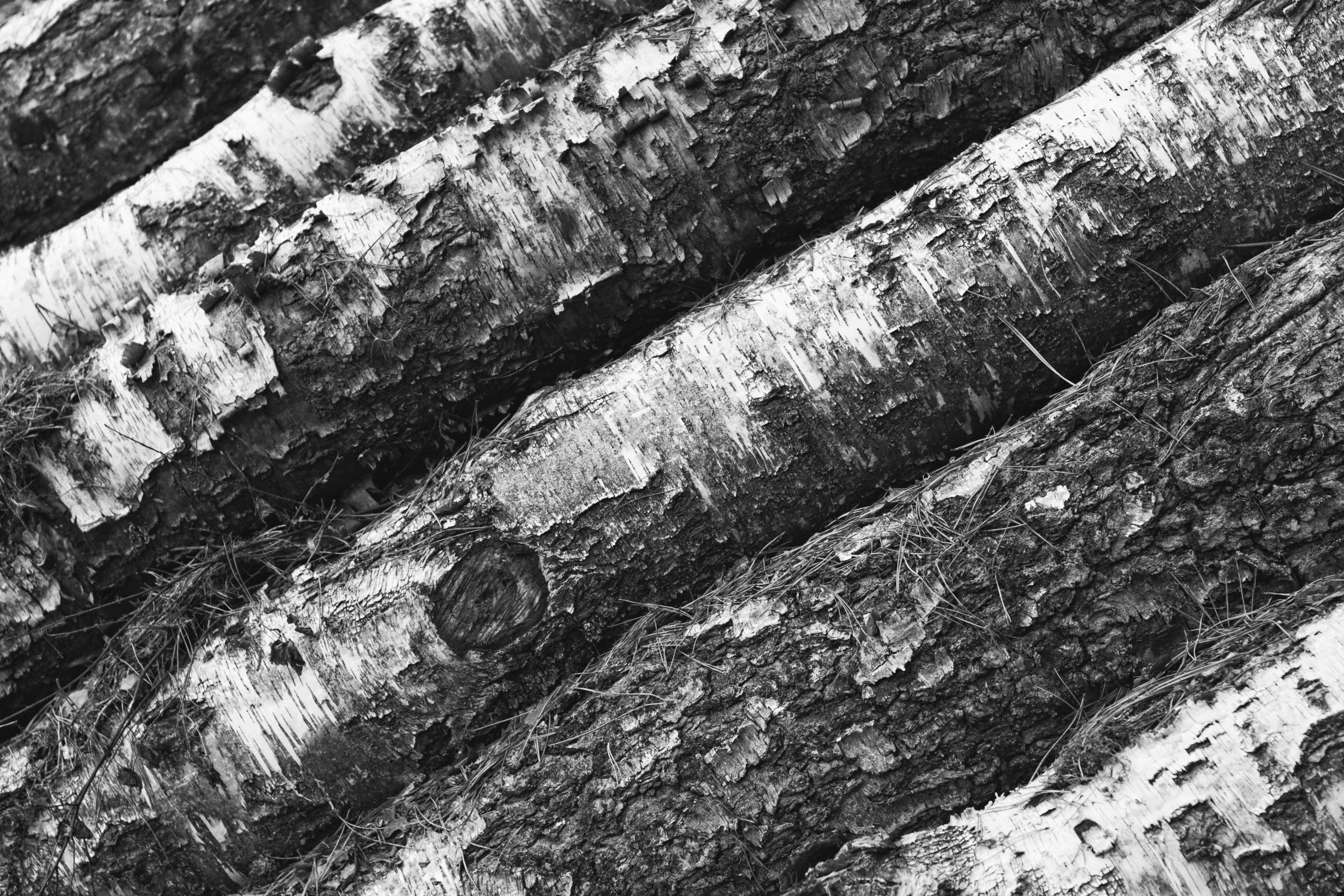 Download mobile wallpaper Wood, Trunk, Chb, Miscellanea, Tree, Miscellaneous, Bark, Bw for free.