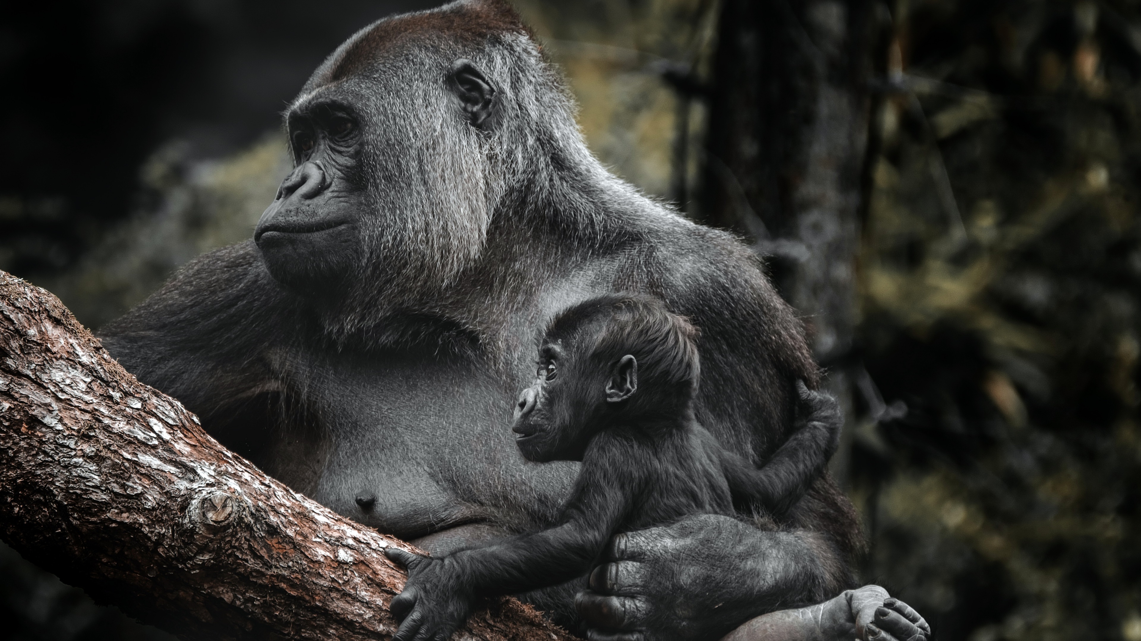 Laden Sie das Tiere, Gorilla, Affen, Tierbaby-Bild kostenlos auf Ihren PC-Desktop herunter