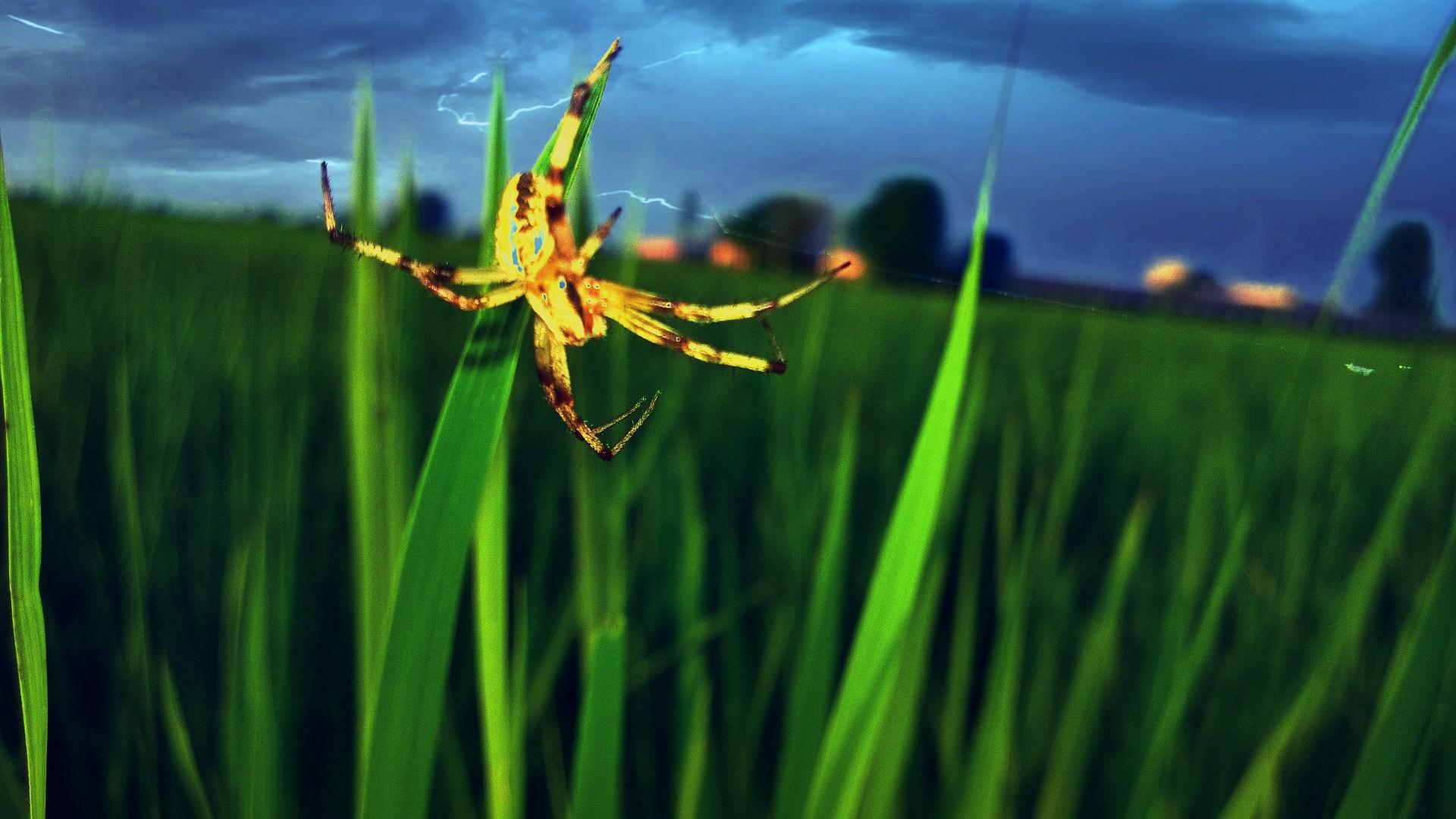 Descarga gratis la imagen Animales, Naturaleza, Hierba, Araña, Arañas en el escritorio de tu PC