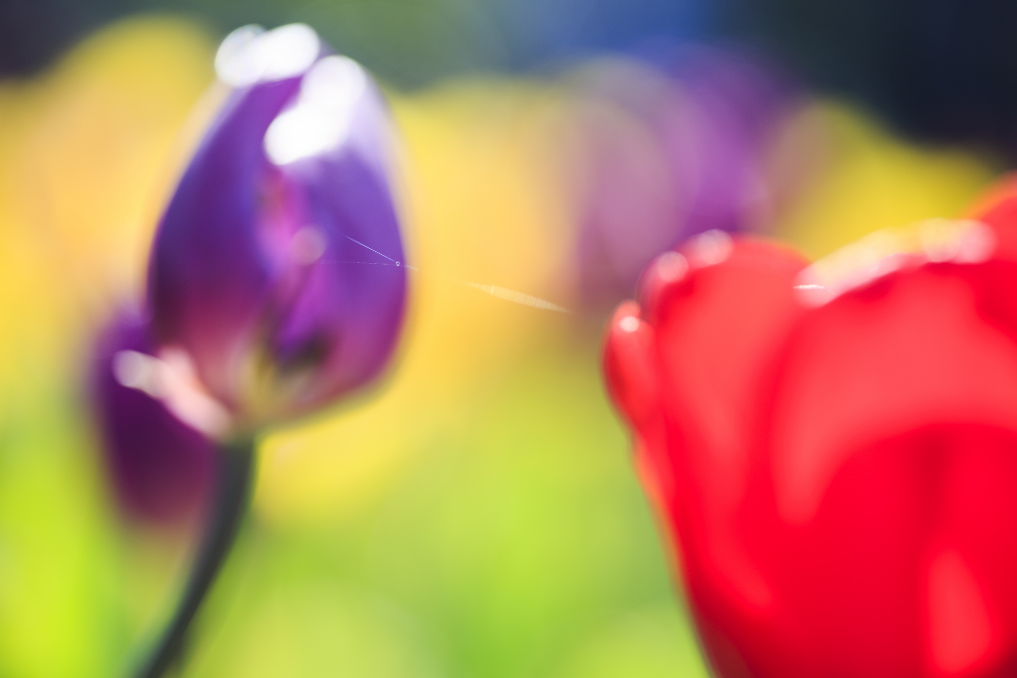 Download mobile wallpaper Flowers, Greens, Macro, Smooth, Blur, Tulips for free.