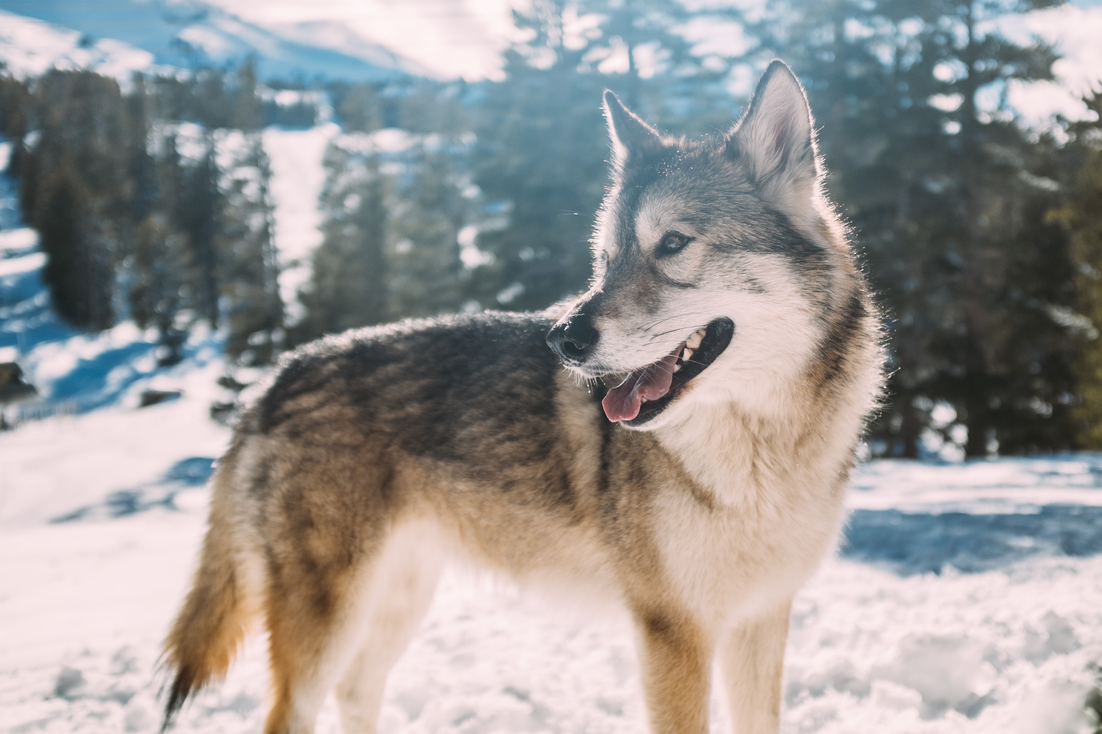 Handy-Wallpaper Tiere, Winter, Natur, Wolf, Tiefenschärfe, Wolves kostenlos herunterladen.