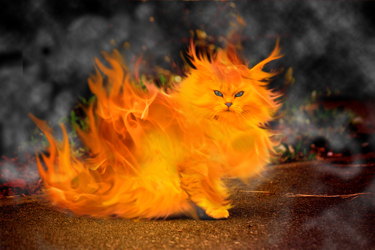 1435118 descargar fondo de pantalla artístico, elementos, gato, fuego: protectores de pantalla e imágenes gratis