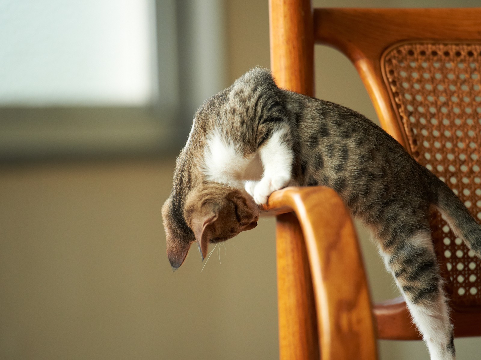 Baixe gratuitamente a imagem Animais, Gato na área de trabalho do seu PC