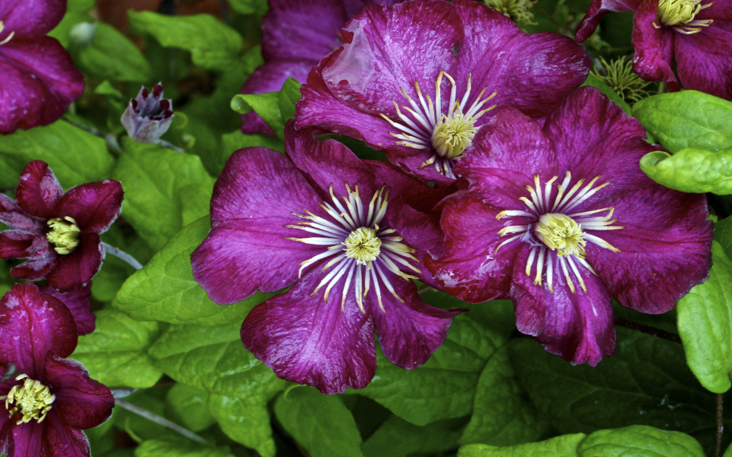 Free download wallpaper Flowers, Flower, Close Up, Leaf, Earth, Purple Flower on your PC desktop