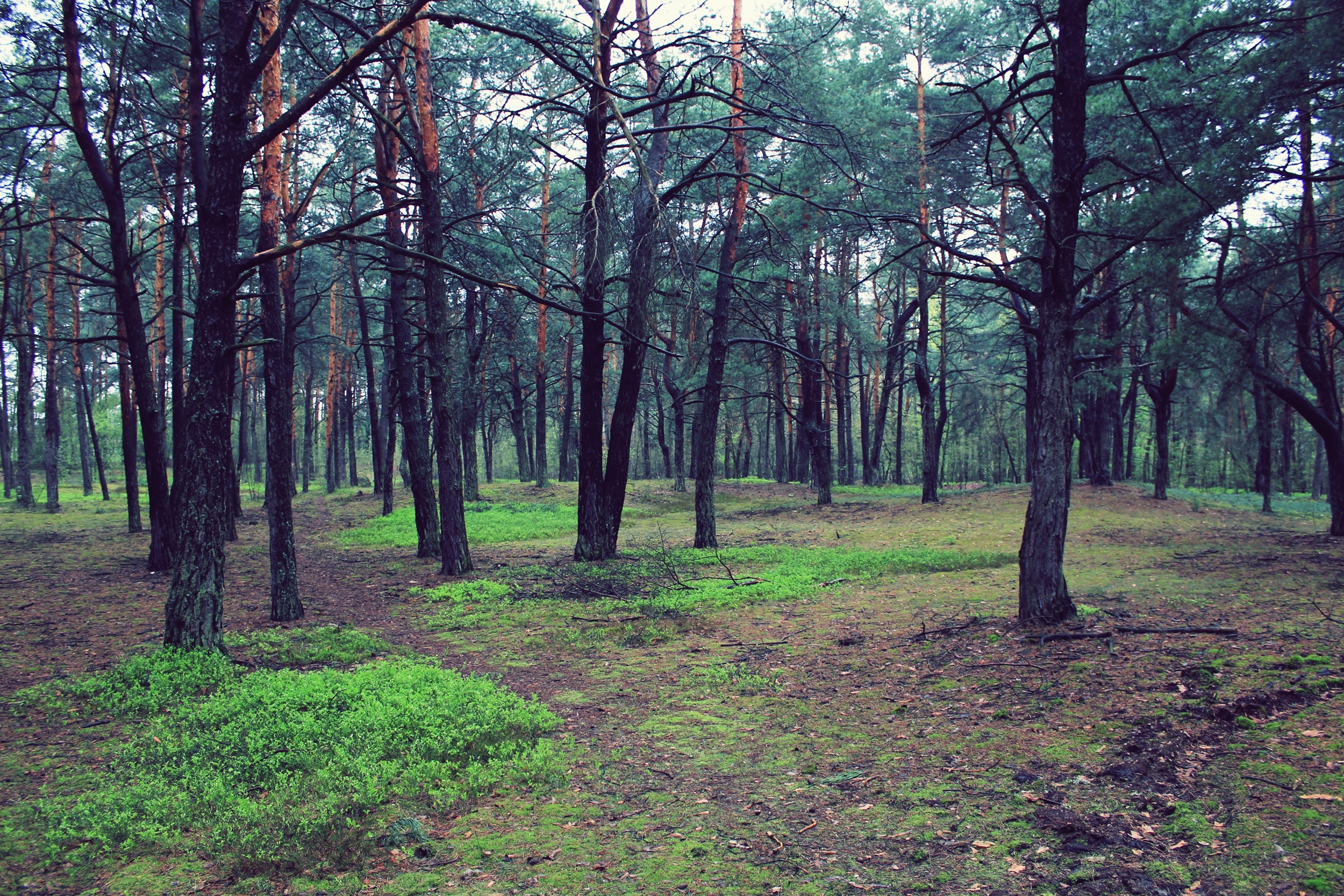 Free download wallpaper Trees, Forest, Nature, Landscape on your PC desktop