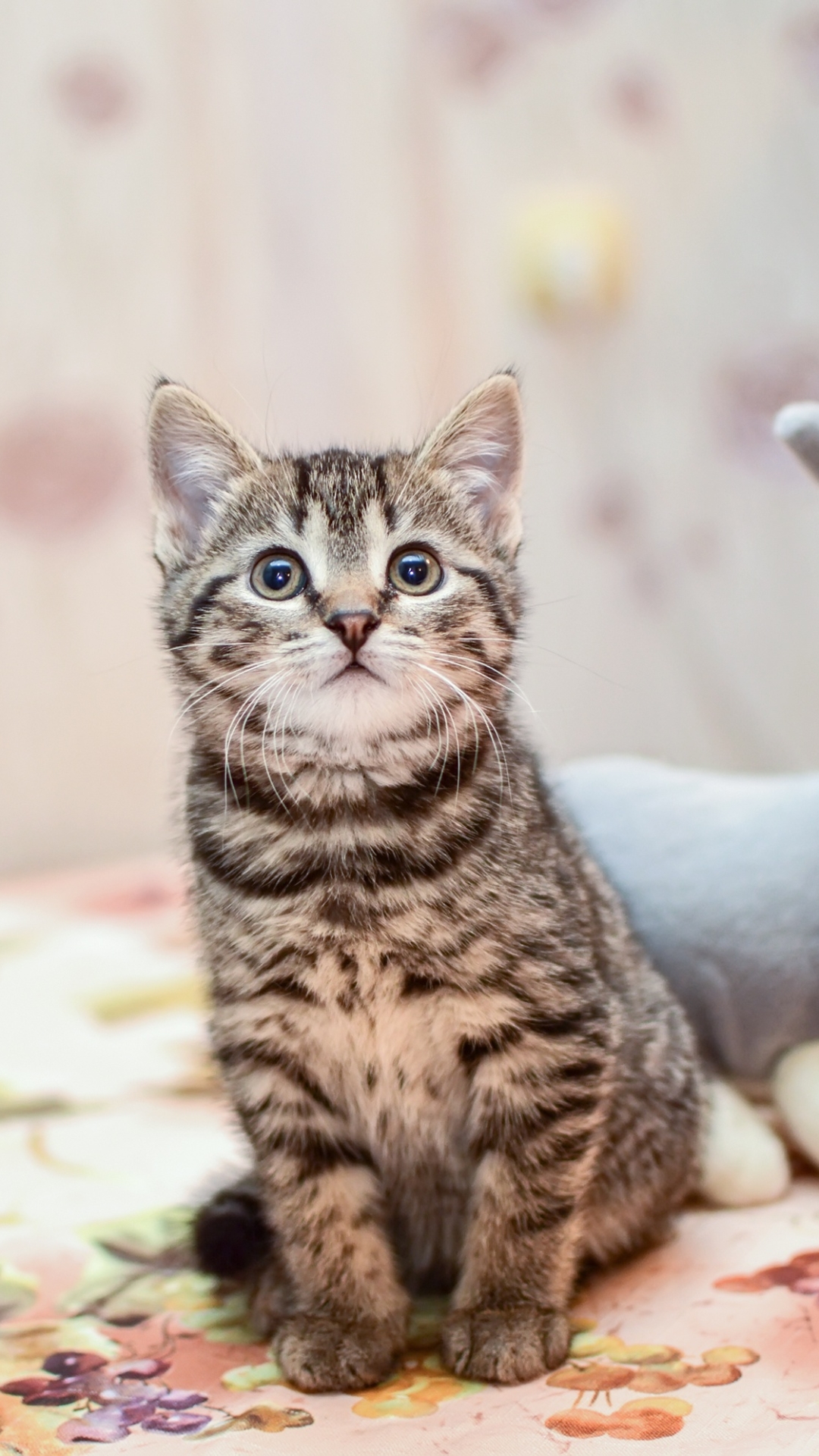 無料モバイル壁紙子猫, 赤ちゃん動物, ネコ, 猫, 動物をダウンロードします。