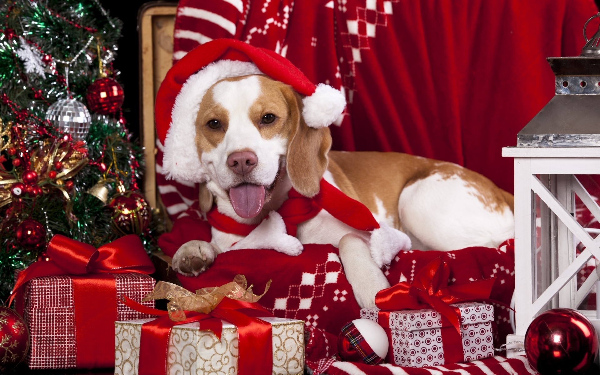 Téléchargez des papiers peints mobile Noël, Chien, Vacances, Cadeau, Décoration, Chapeau De Père Noël gratuitement.