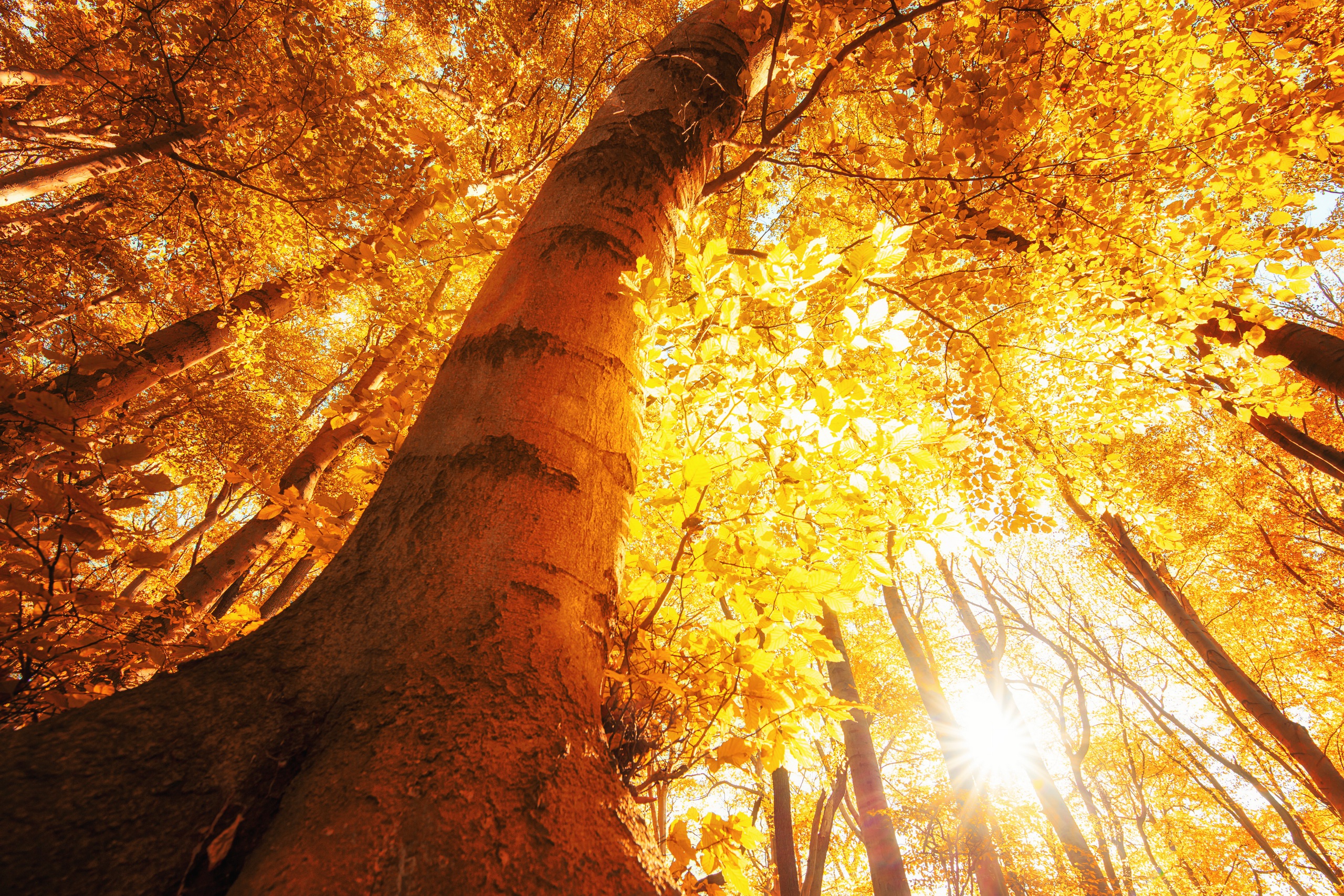 Descarga gratuita de fondo de pantalla para móvil de Naturaleza, Otoño, Árbol, Tierra/naturaleza.