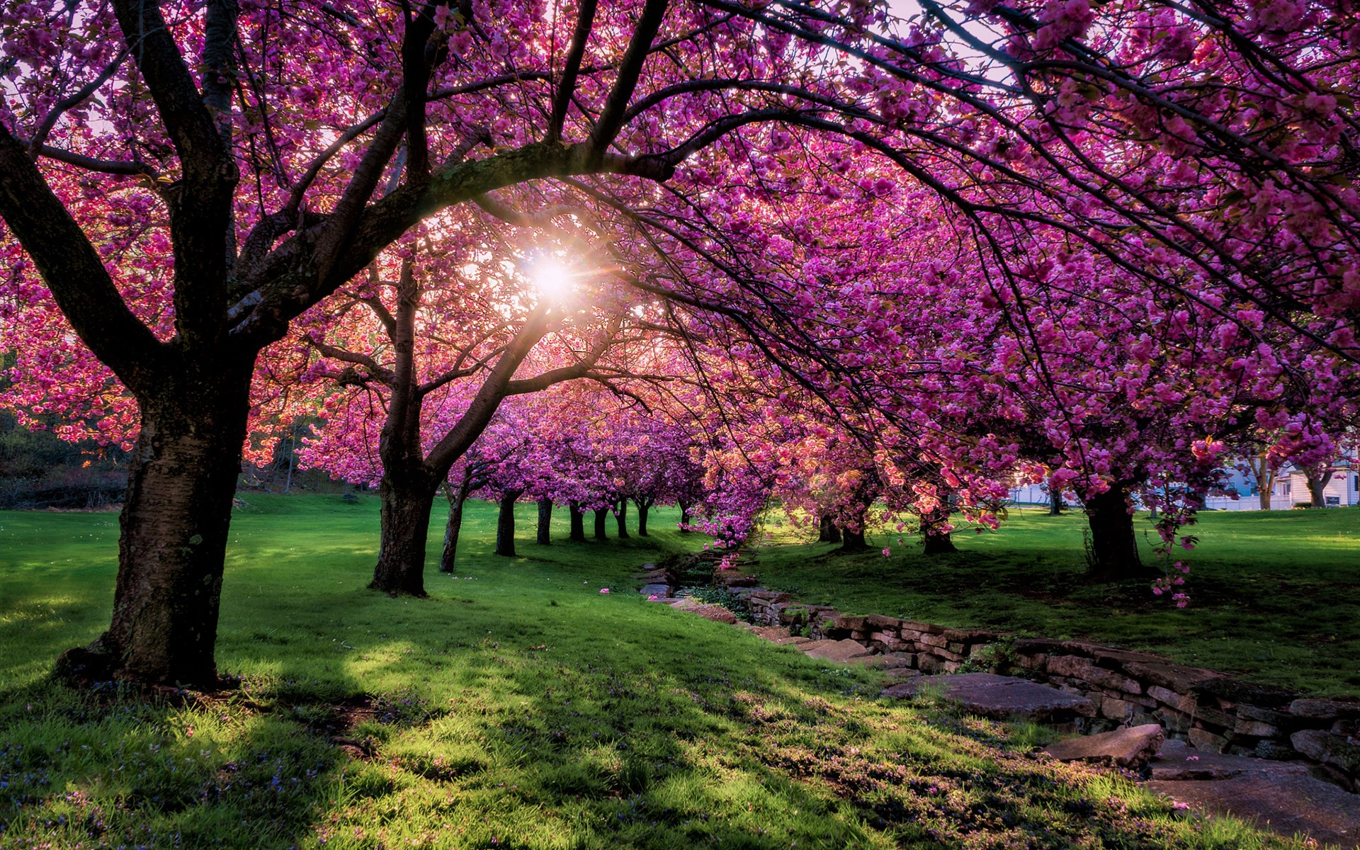 Скачать обои бесплатно Деревья, Парк, Дерево, Весна, Цветущие, Земля/природа, Розовый Цветок картинка на рабочий стол ПК