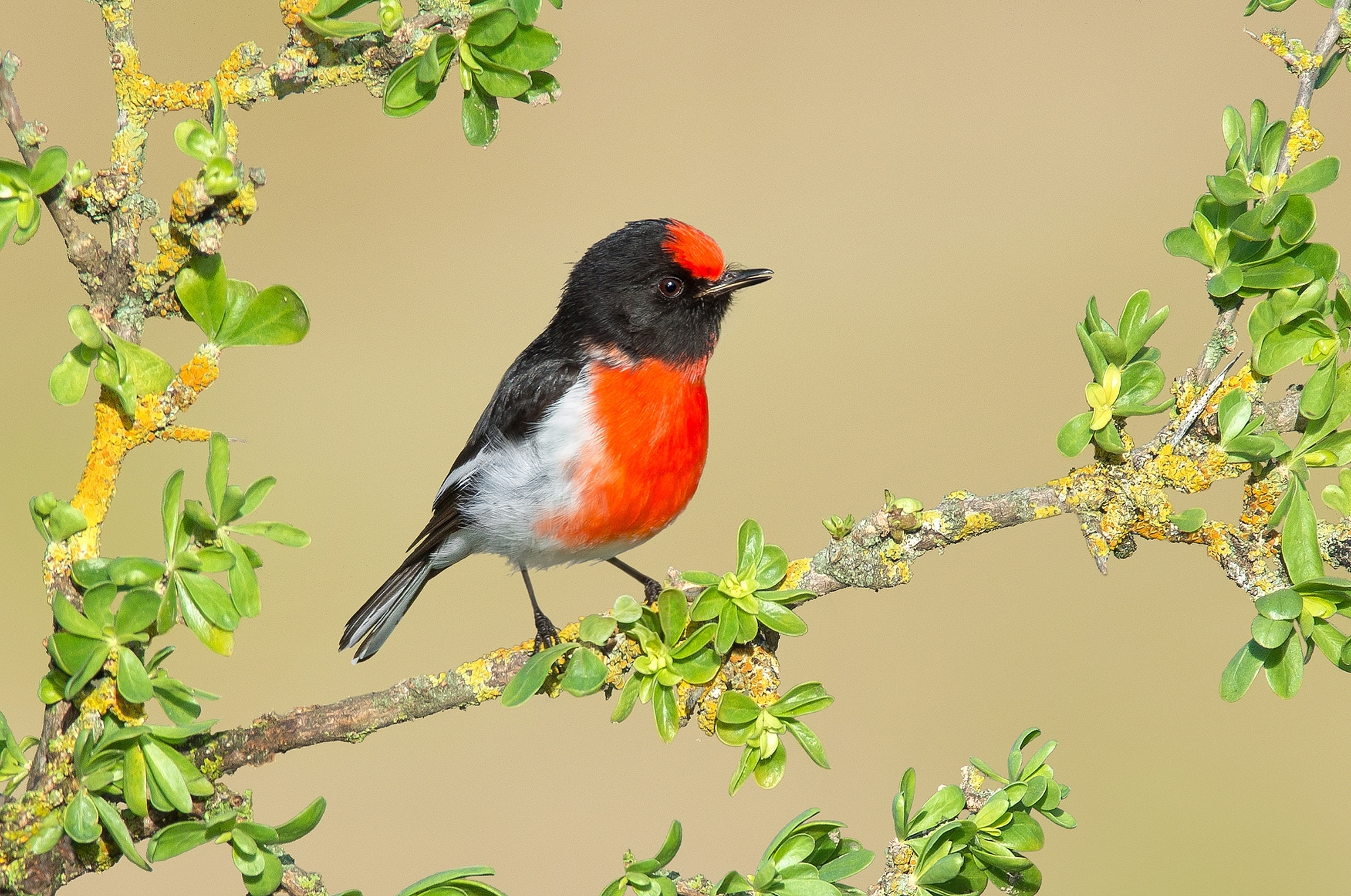 Free download wallpaper Robin, Bird, Birds, Animal on your PC desktop