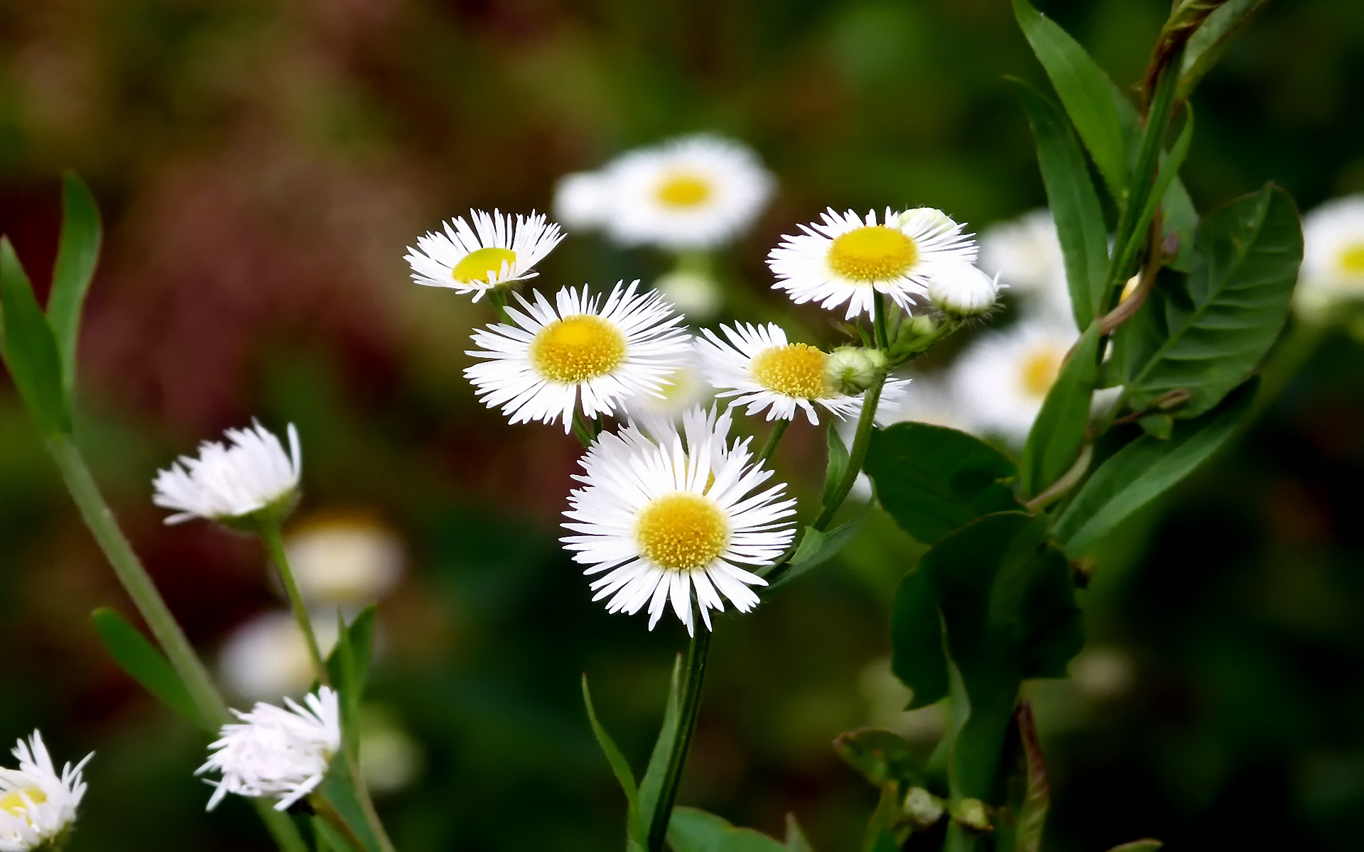 Téléchargez gratuitement l'image Fleurs, Fleur, Terre/nature sur le bureau de votre PC