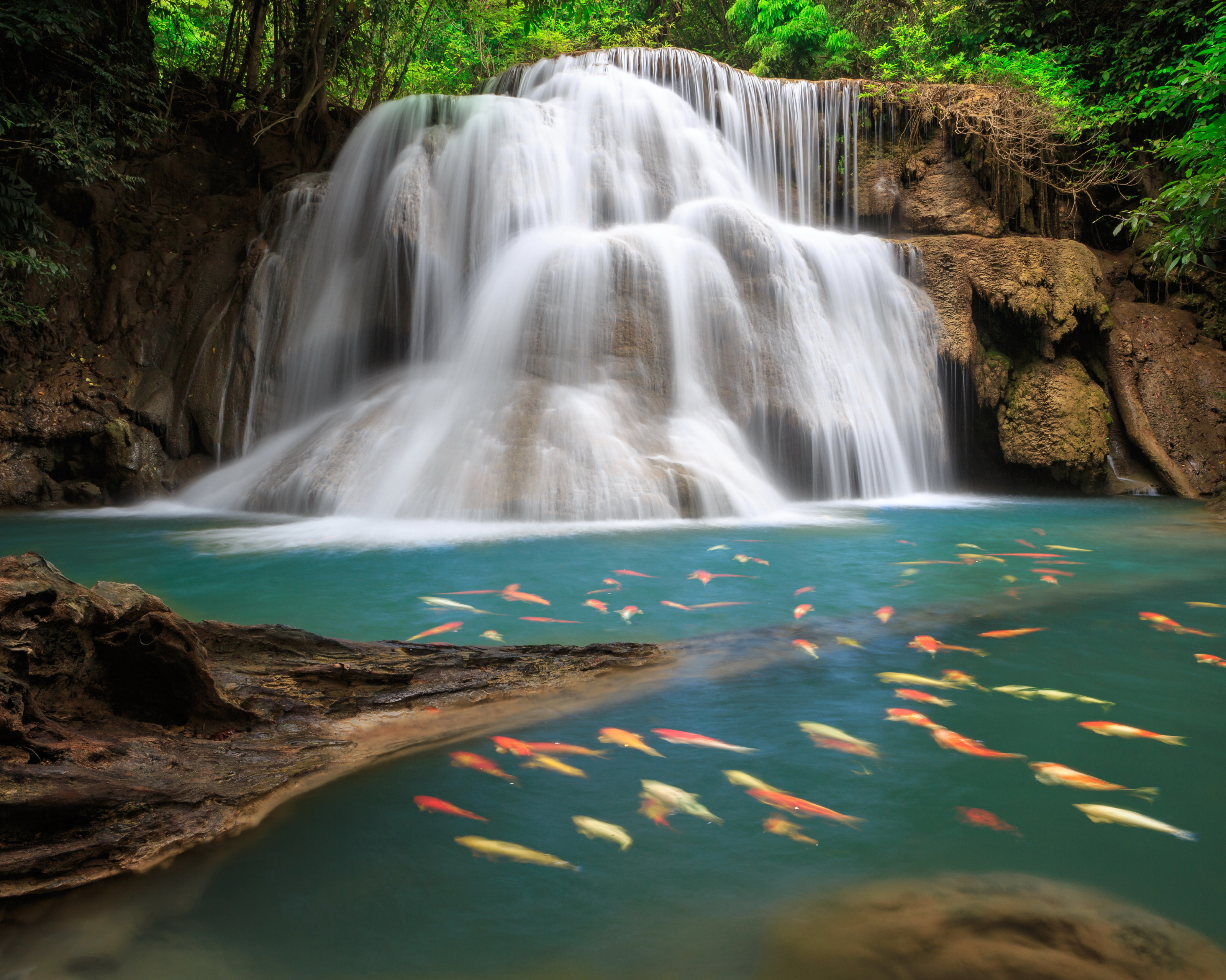 Laden Sie das Natur, Wasserfälle, Fische, Wasserfall, Fisch, Koi, Erde/natur-Bild kostenlos auf Ihren PC-Desktop herunter