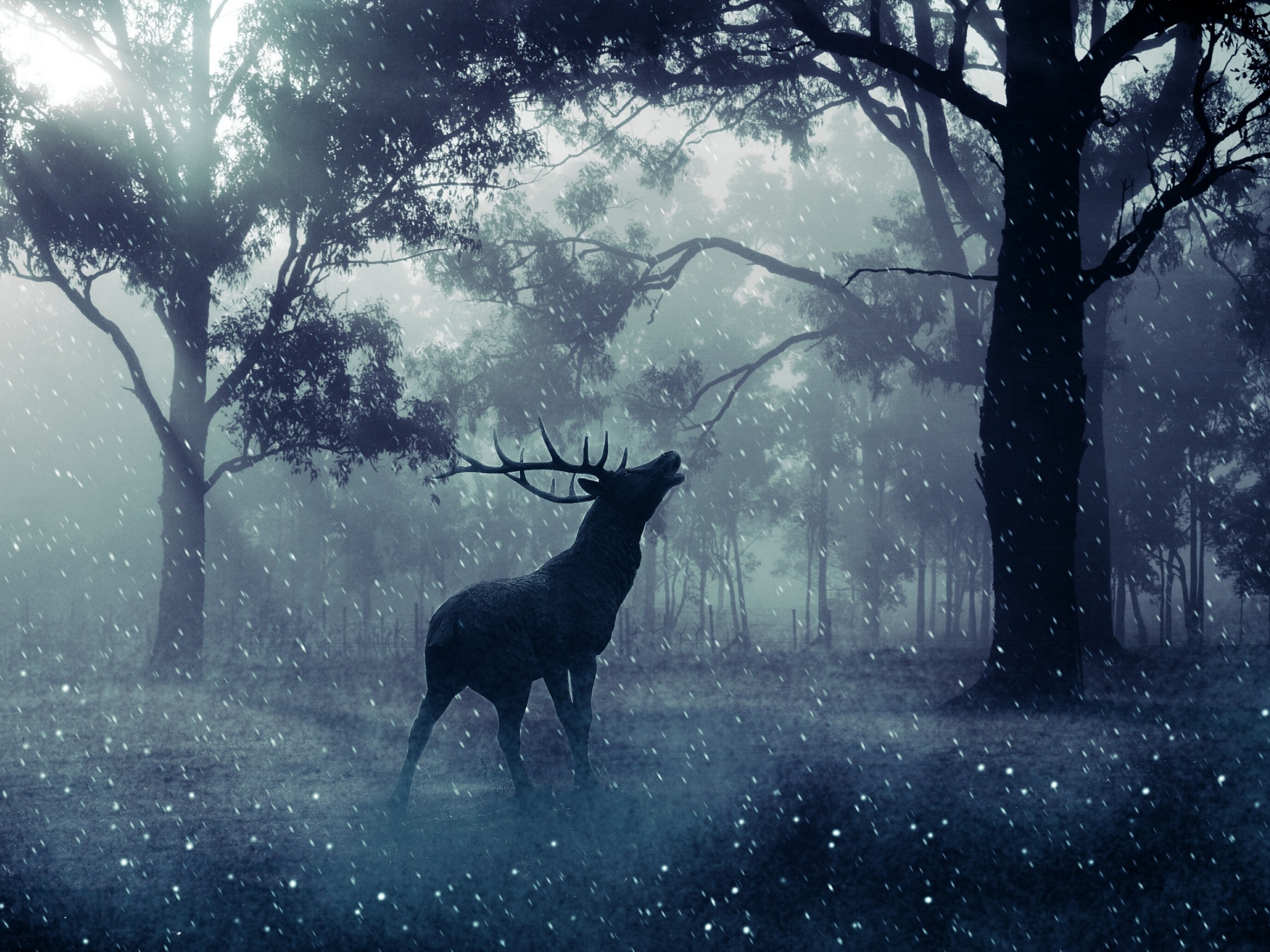 Free download wallpaper Animal, Deer on your PC desktop