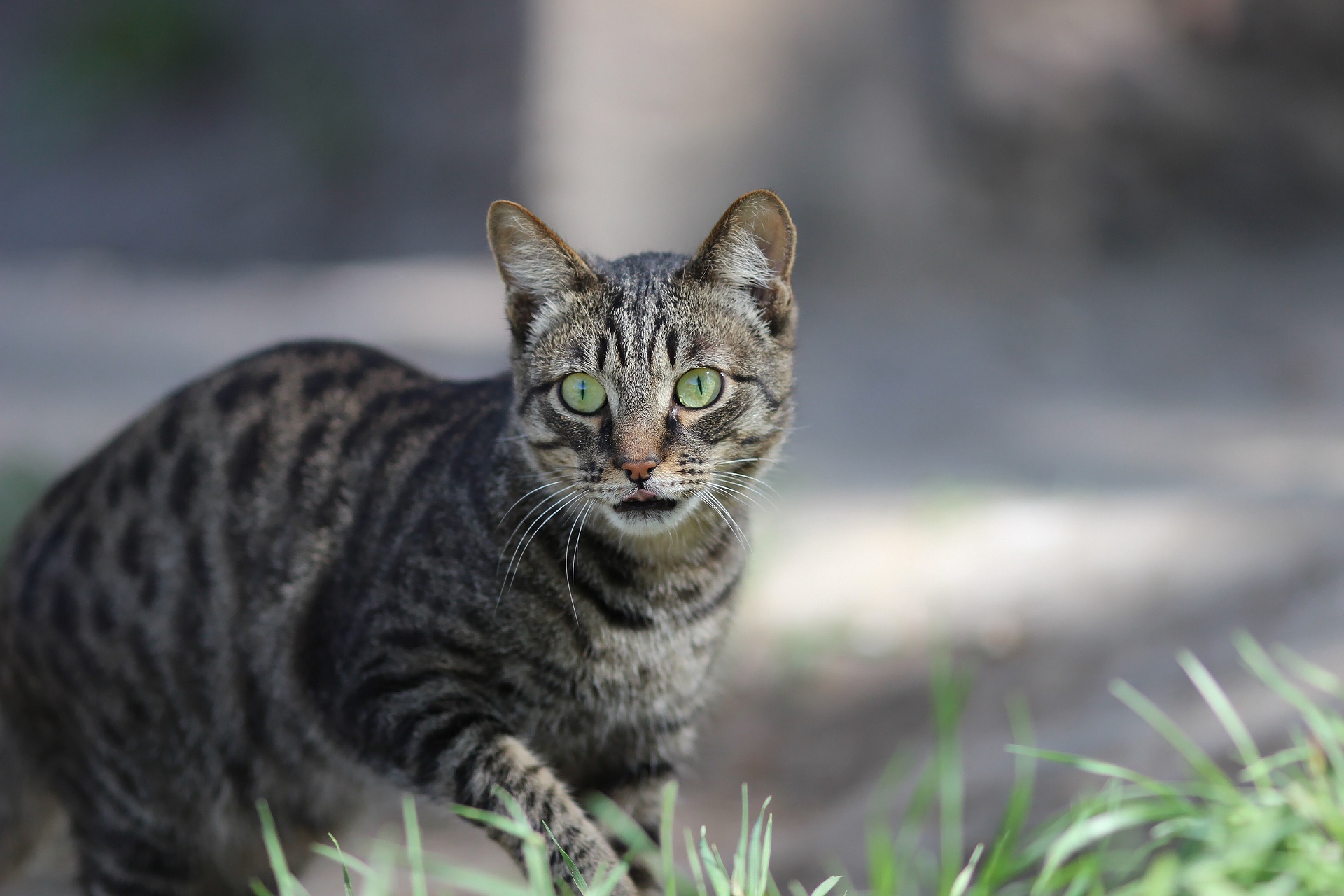 PCデスクトップに動物, ネコ, 猫画像を無料でダウンロード