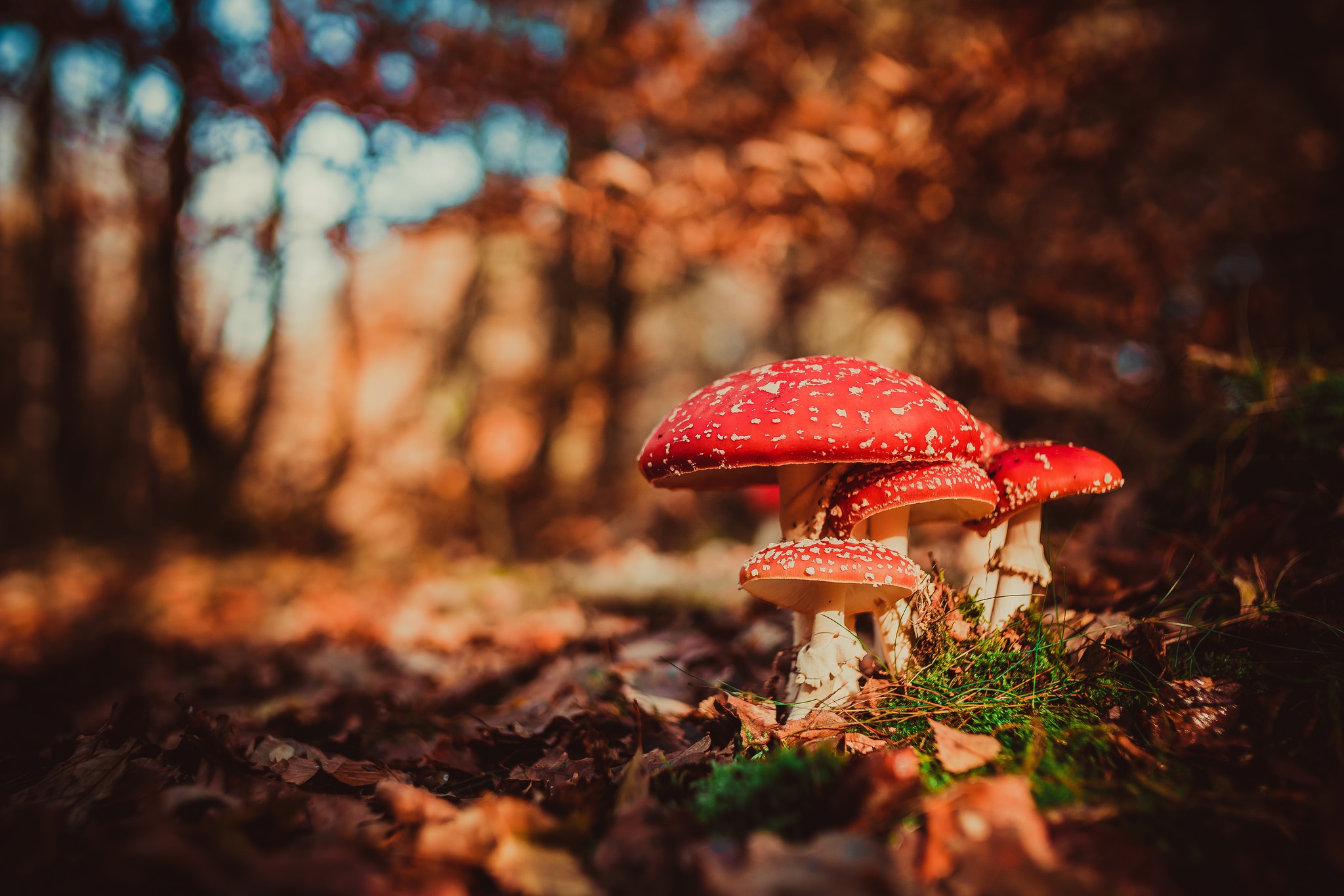 Laden Sie das Natur, Herbst, Nahansicht, Pilz, Bokeh, Erde/natur-Bild kostenlos auf Ihren PC-Desktop herunter