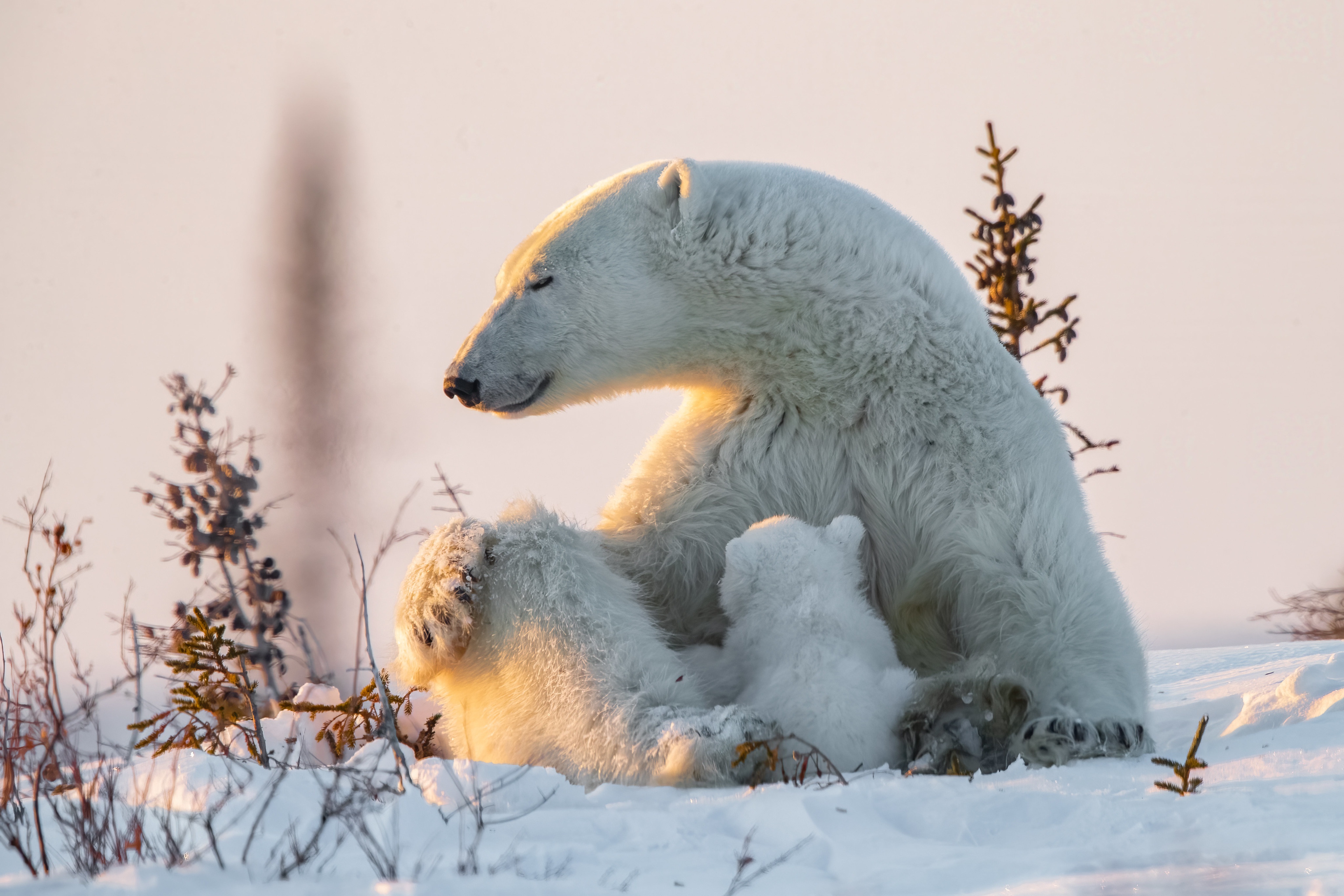 Laden Sie das Tiere, Schnee, Bären, Eisbär, Tierbaby, Jungtier-Bild kostenlos auf Ihren PC-Desktop herunter