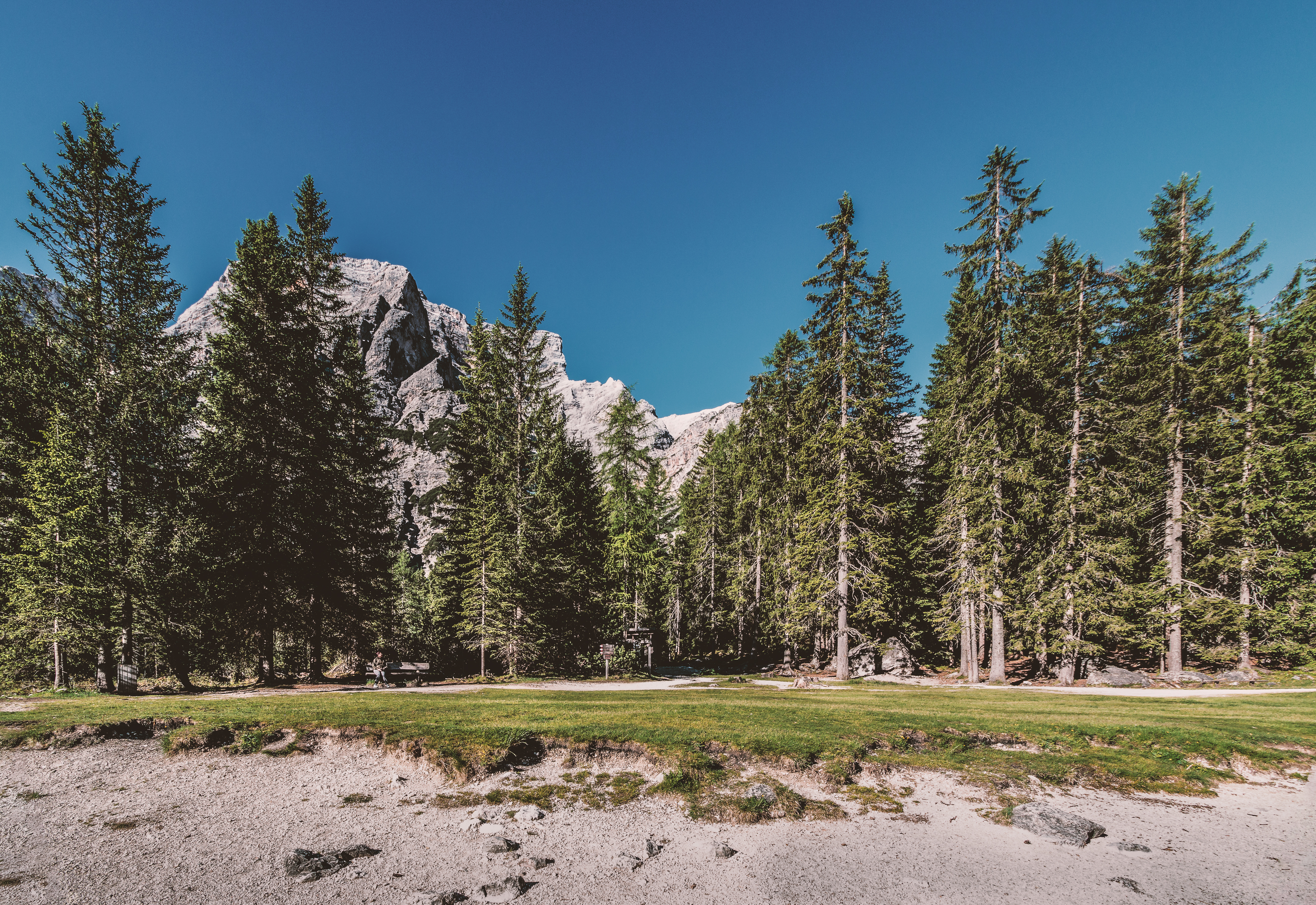 Descarga gratis la imagen Naturaleza, Árboles, Hierba, Bosque en el escritorio de tu PC