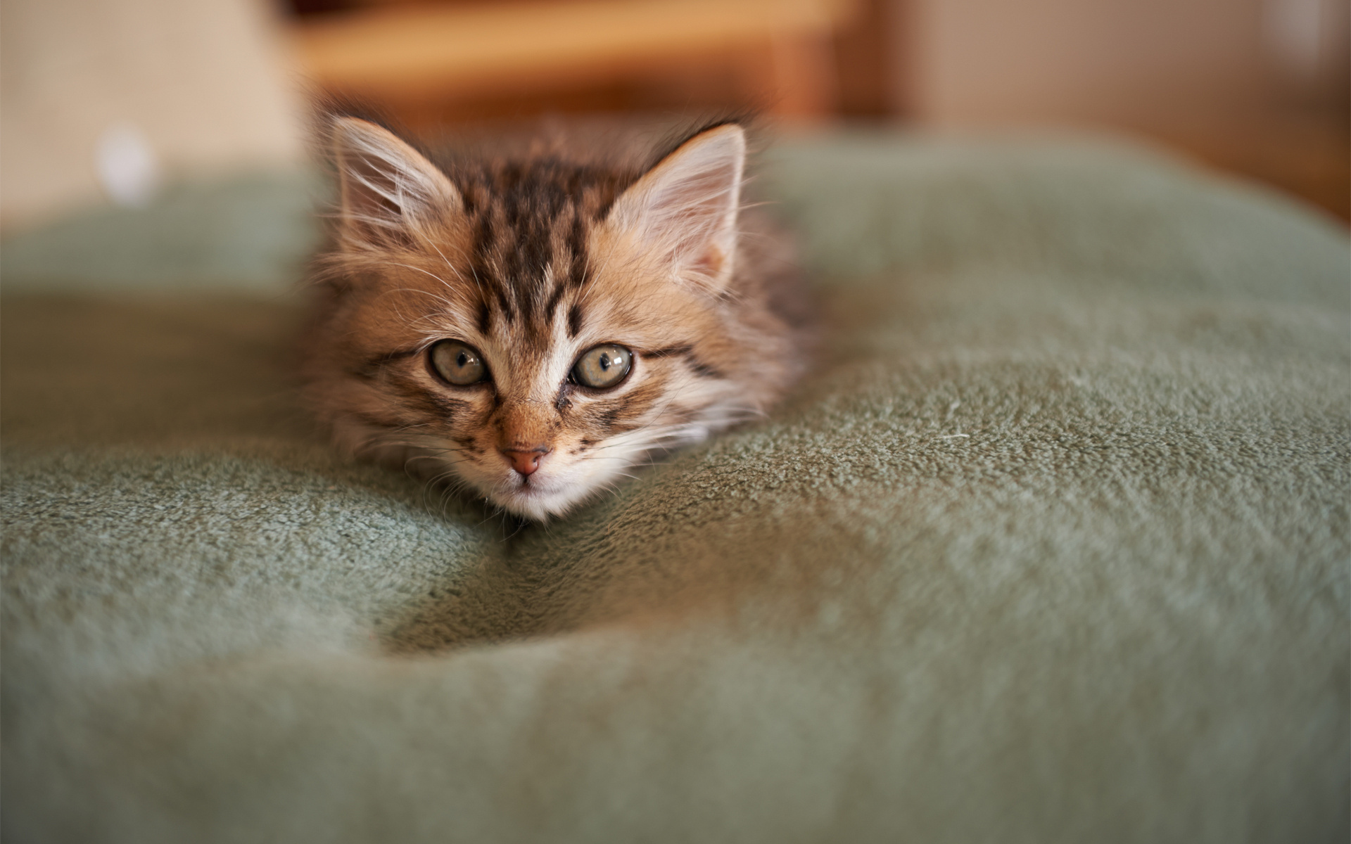 Handy-Wallpaper Tiere, Katzen, Katze kostenlos herunterladen.