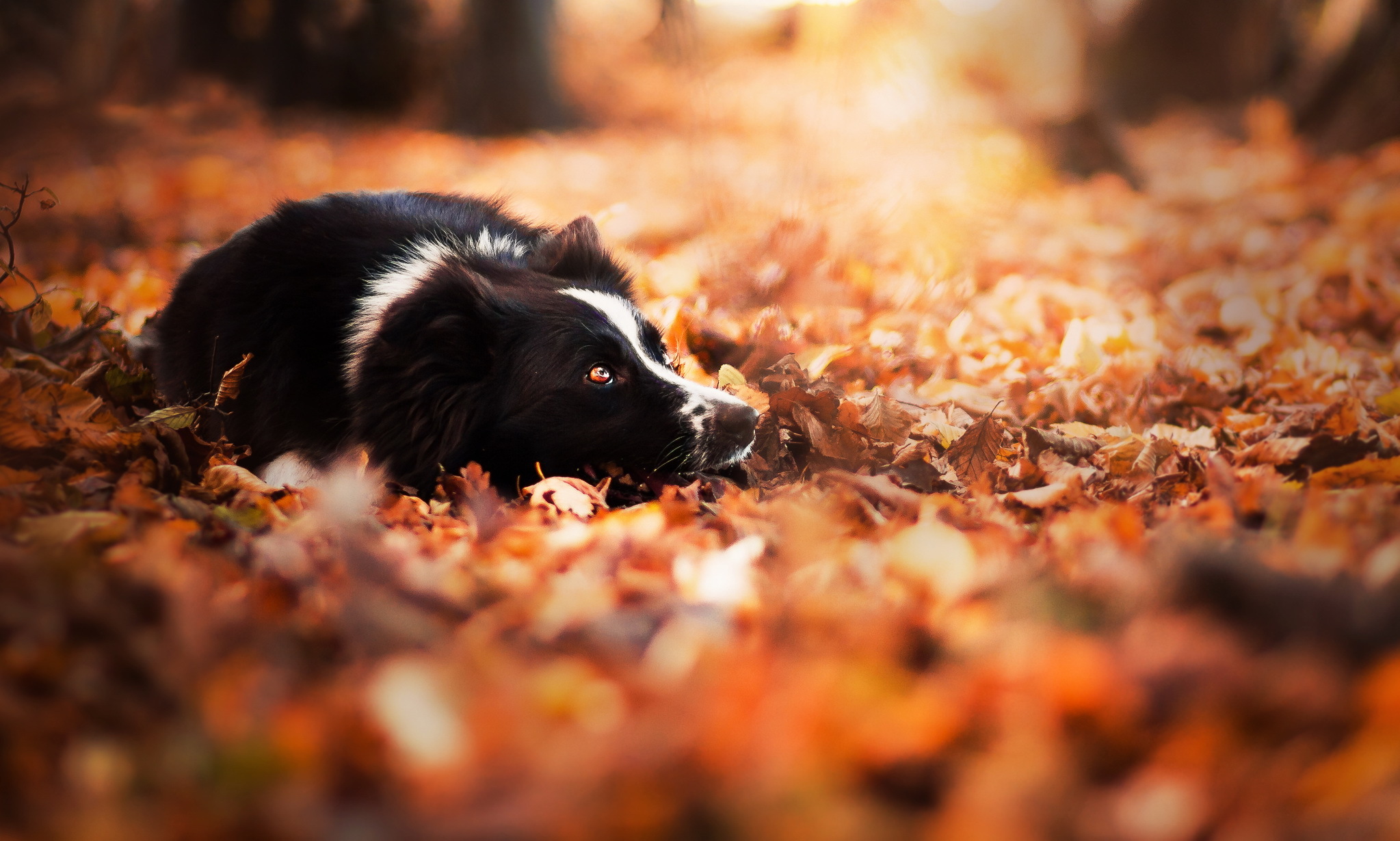 Download mobile wallpaper Dogs, Dog, Blur, Leaf, Fall, Animal, Border Collie for free.