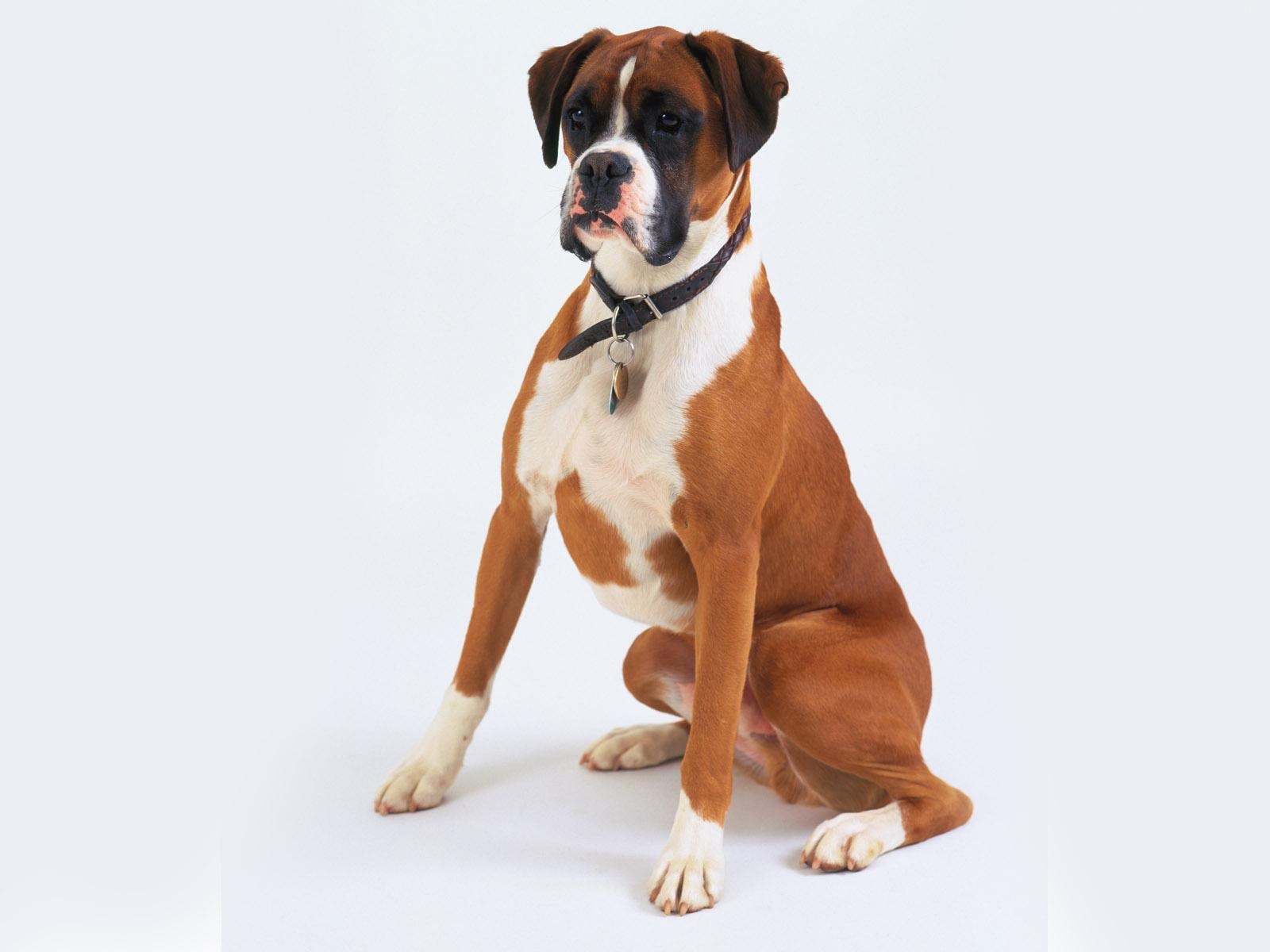 284475 baixar papel de parede cães, animais, boxer, boxer (cão), cão - protetores de tela e imagens gratuitamente