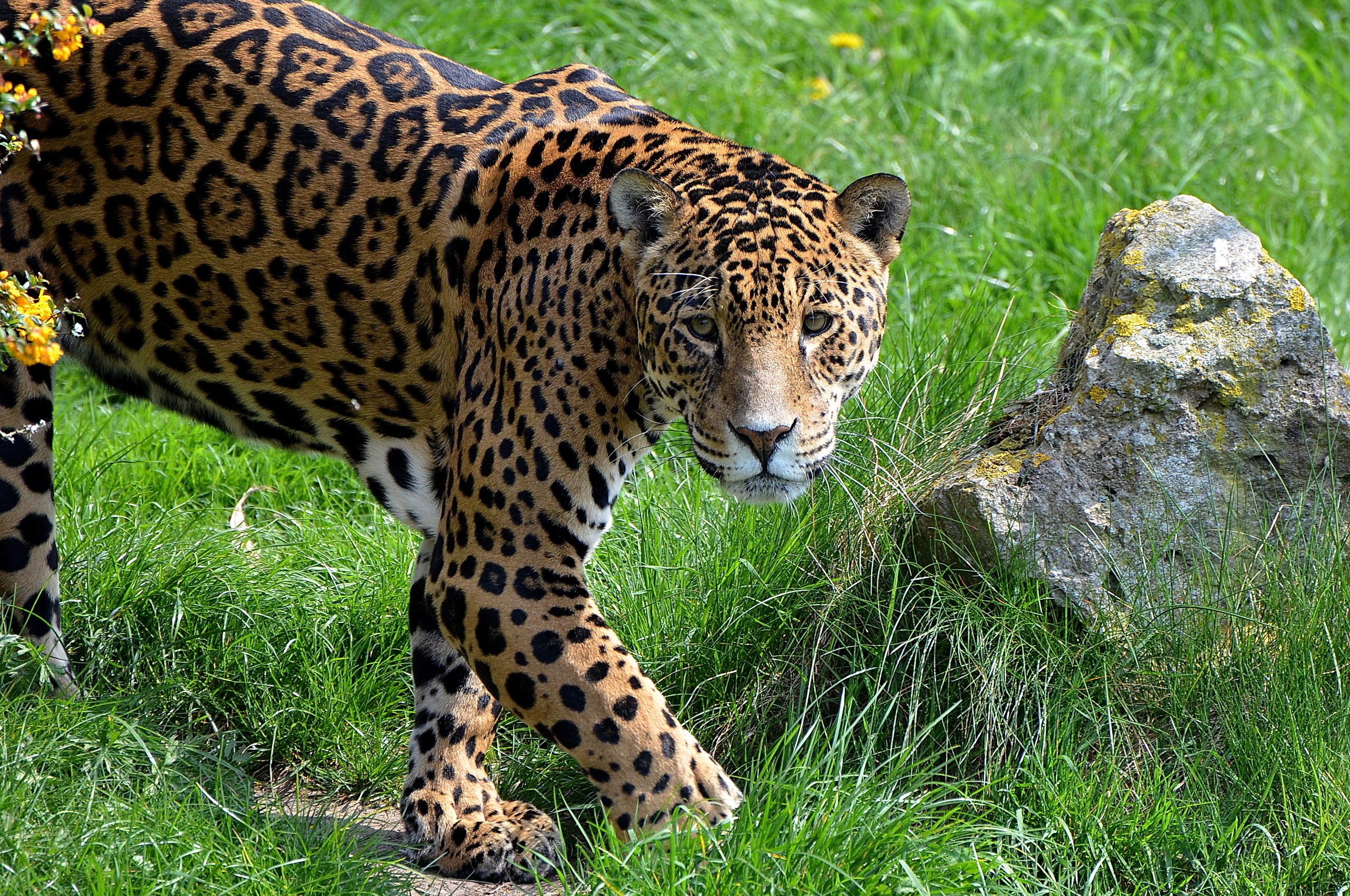 Descarga gratuita de fondo de pantalla para móvil de Jaguar, Gatos, Animales.