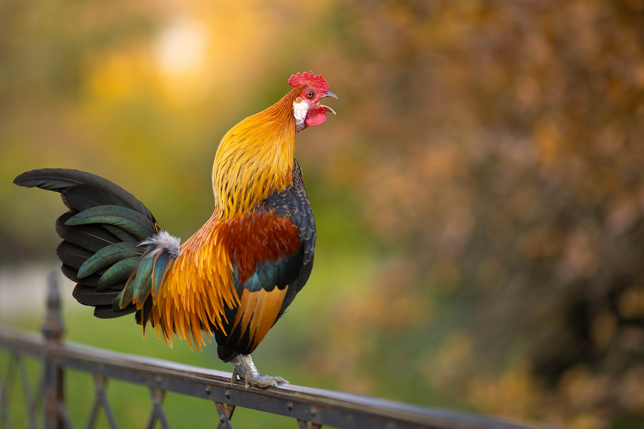 Free download wallpaper Birds, Animal, Rooster on your PC desktop