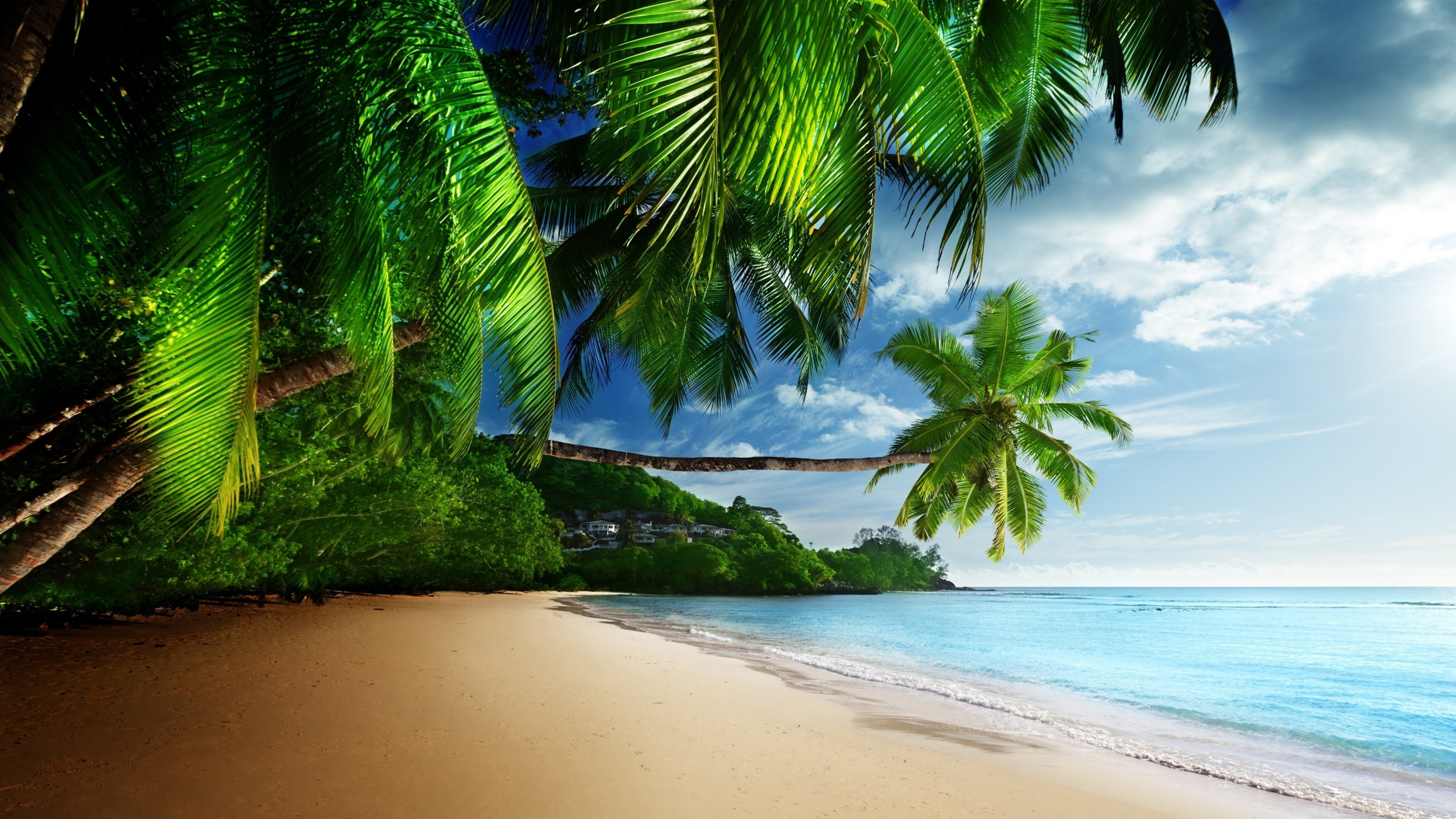 648617 Bild herunterladen erde/natur, ozean, strand, tropisch, palme, meer - Hintergrundbilder und Bildschirmschoner kostenlos