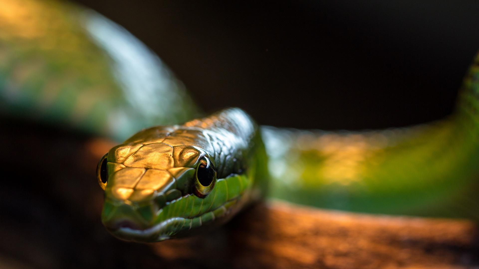 Baixe gratuitamente a imagem Animais, Cobra na área de trabalho do seu PC