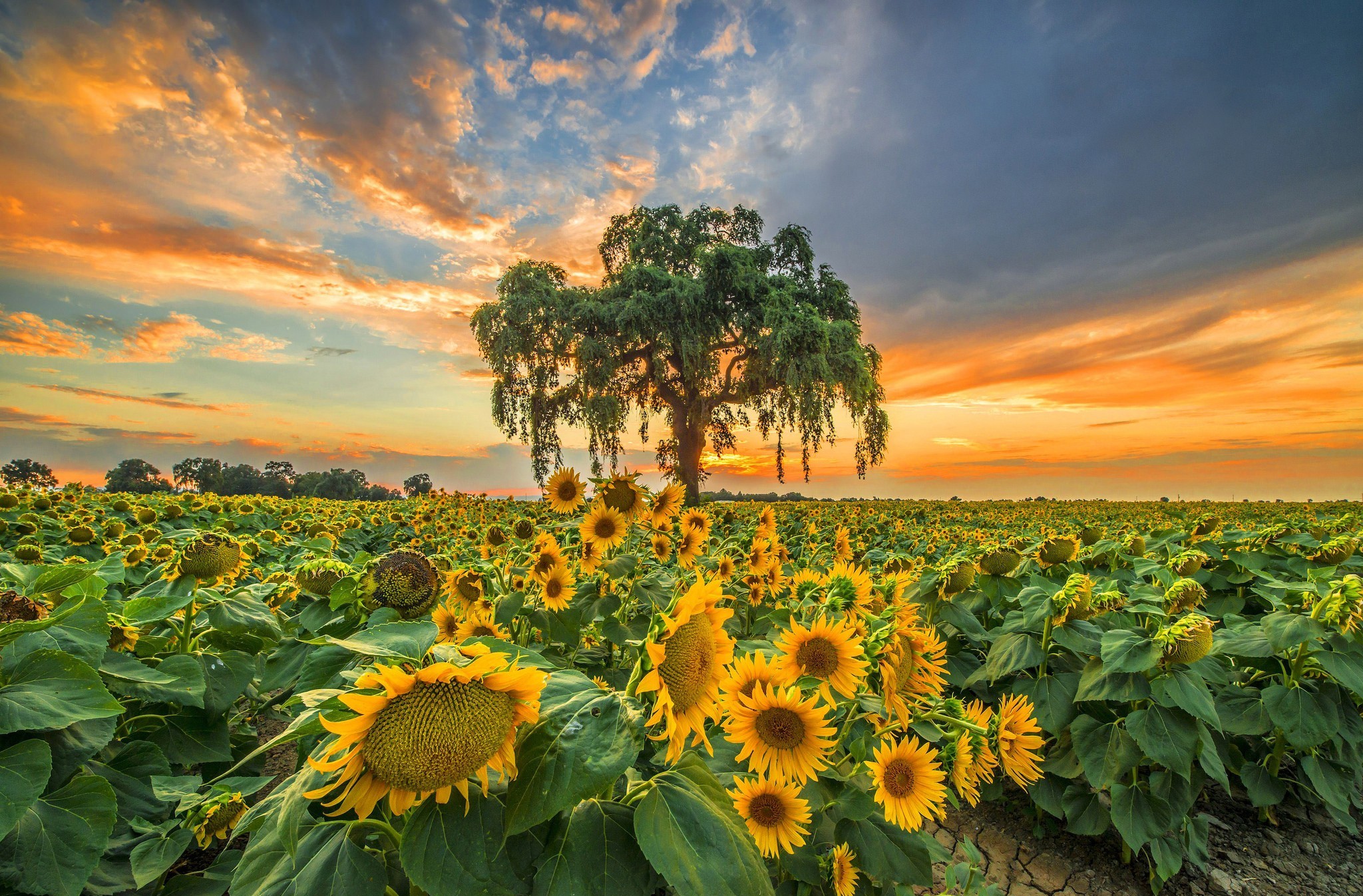 Free download wallpaper Flowers, Sunset, Tree, Earth, Sunflower on your PC desktop