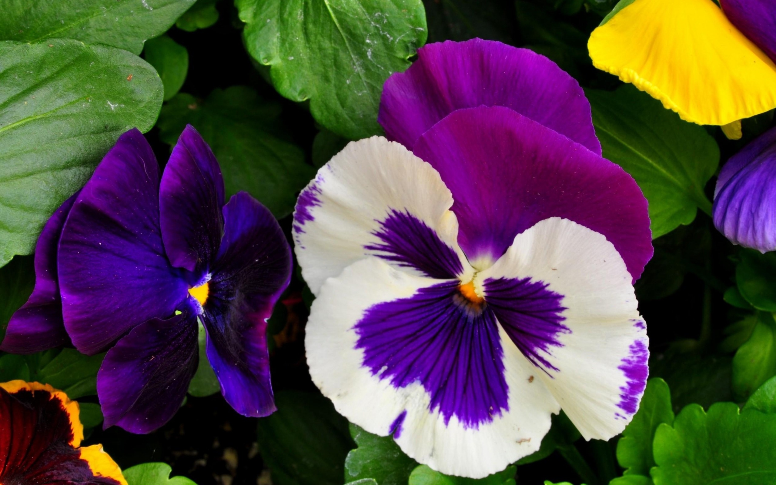 313701 descargar fondo de pantalla tierra/naturaleza, viola × wittrockiana, flor, flores: protectores de pantalla e imágenes gratis