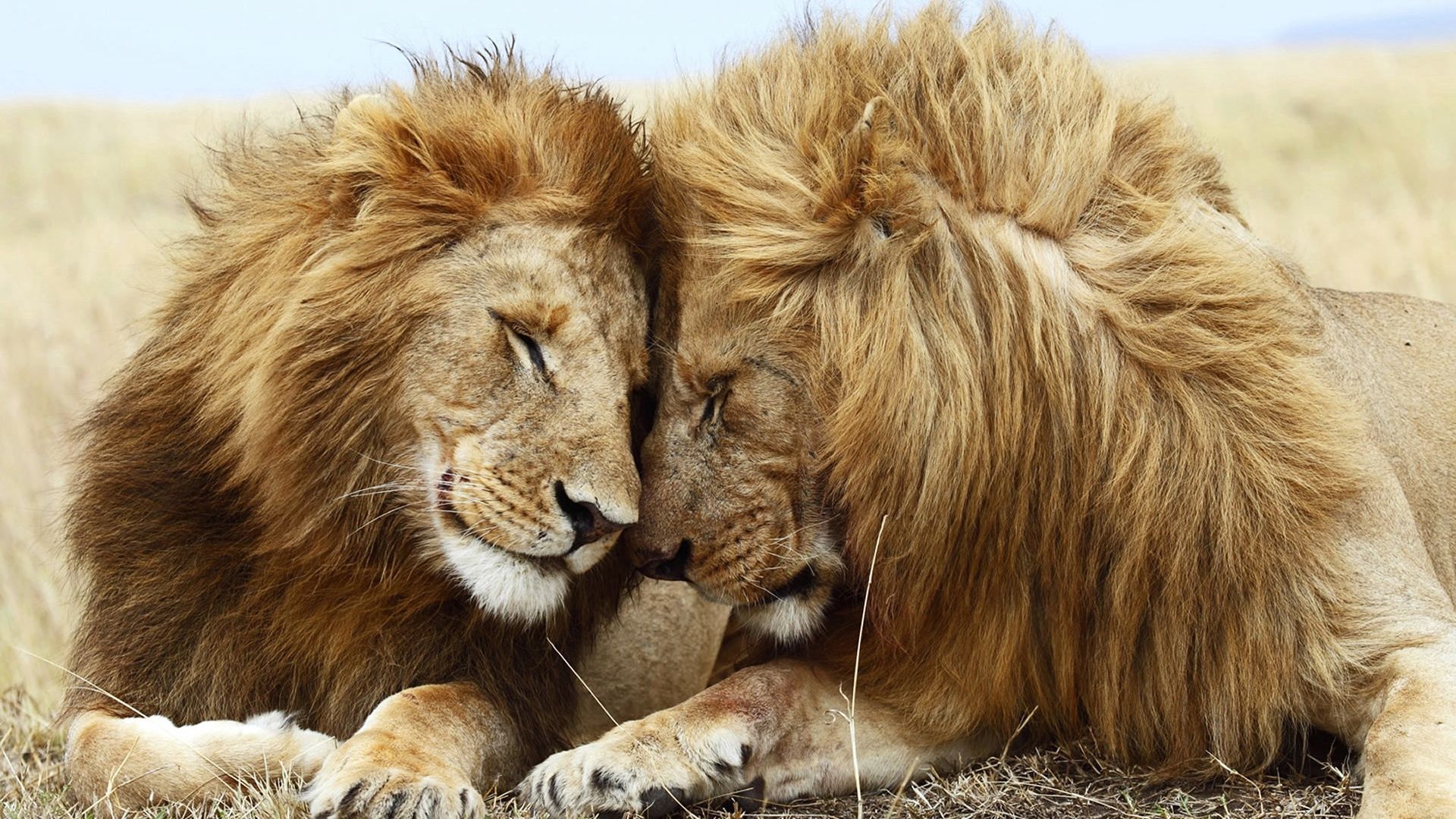 animals, cats, couple, pair, lion, relaxation, rest, mane