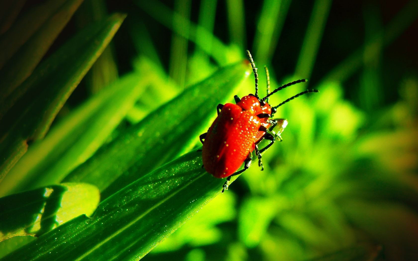 Download mobile wallpaper Animal, Beetle, Beatle for free.
