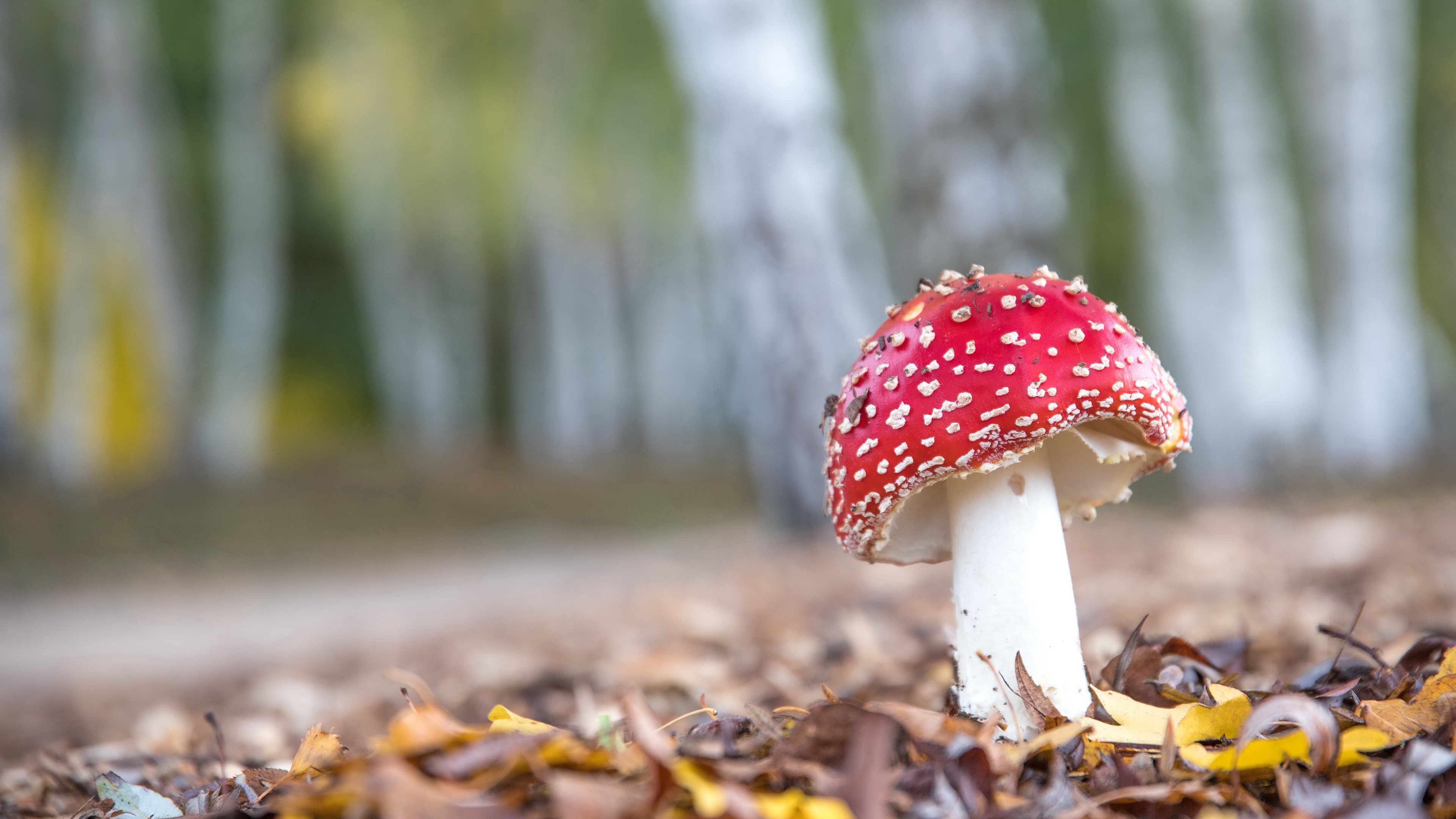 Descarga gratuita de fondo de pantalla para móvil de Naturaleza, Champiñón, Tierra/naturaleza, Macrofotografía.