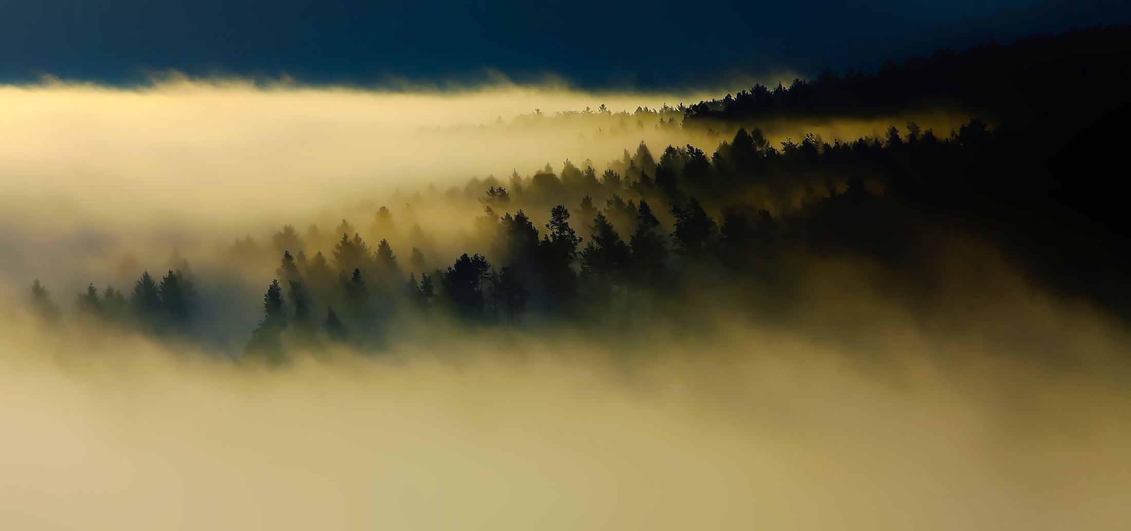 Free download wallpaper Nature, Forest, Tree, Fog, Earth on your PC desktop