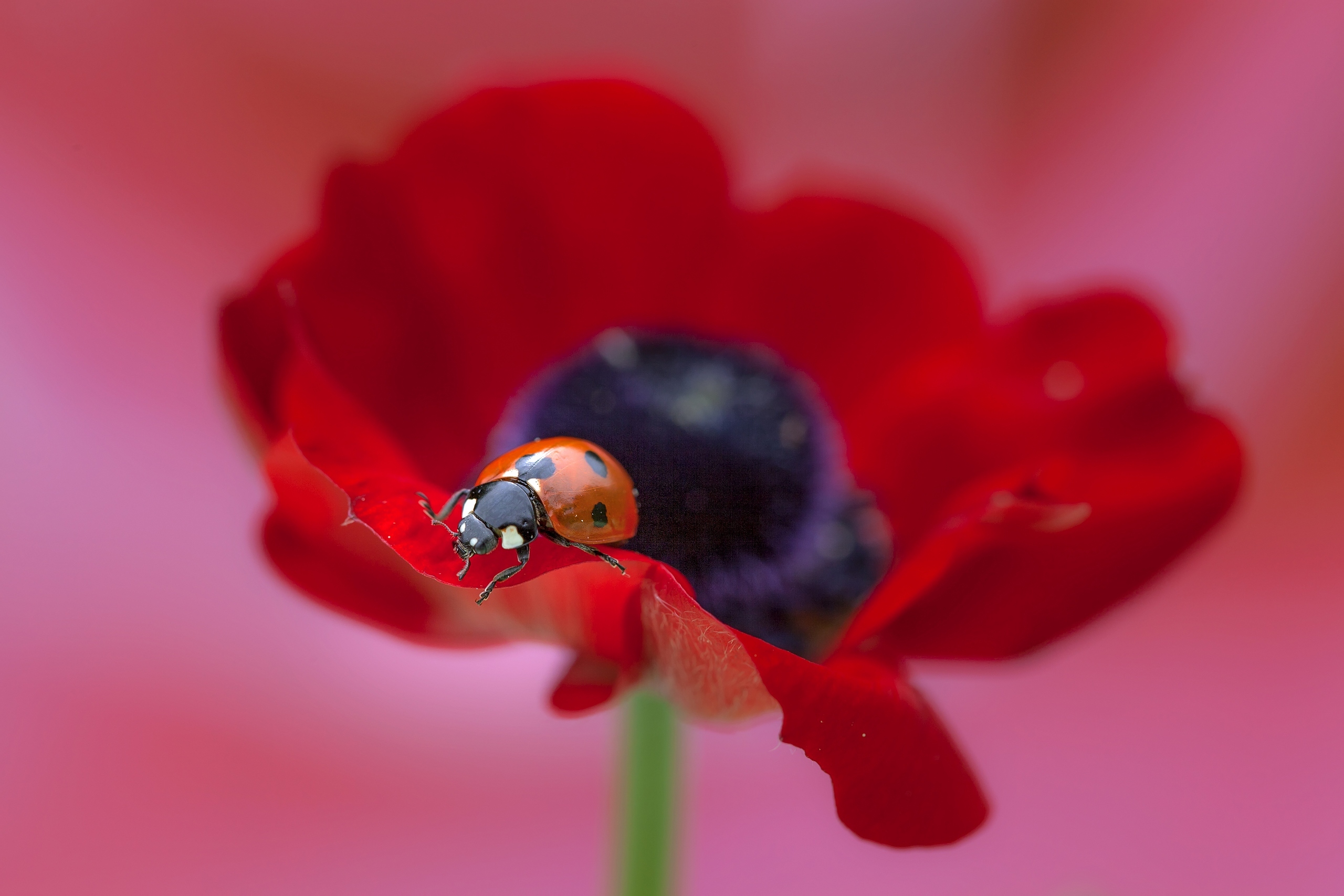 Download mobile wallpaper Flower, Macro, Animal, Ladybug, Poppy for free.