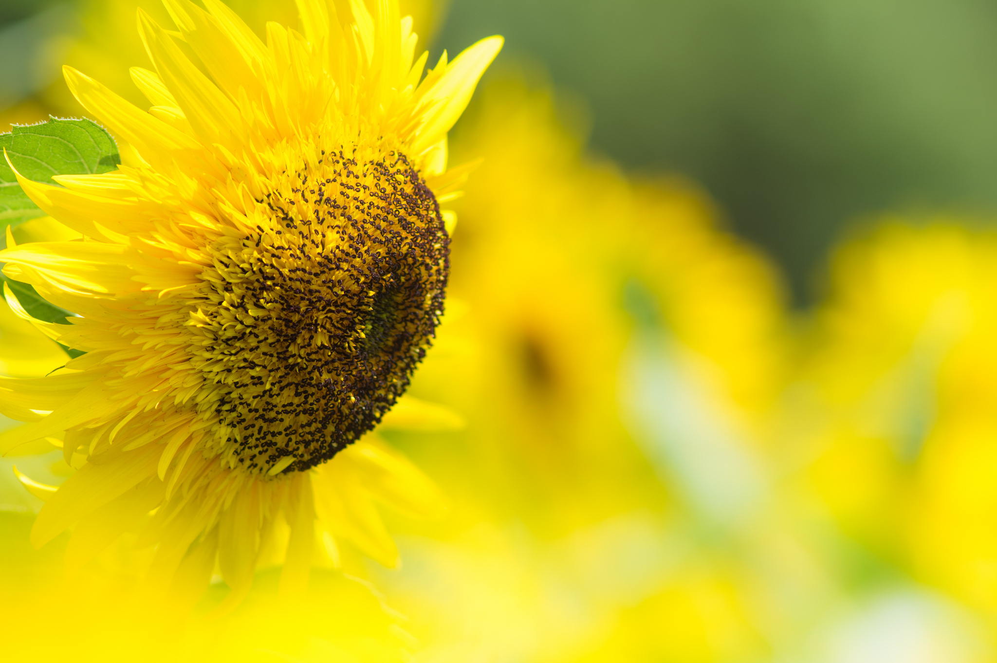 Download mobile wallpaper Nature, Flowers, Flower, Blur, Close Up, Earth, Sunflower, Yellow Flower for free.