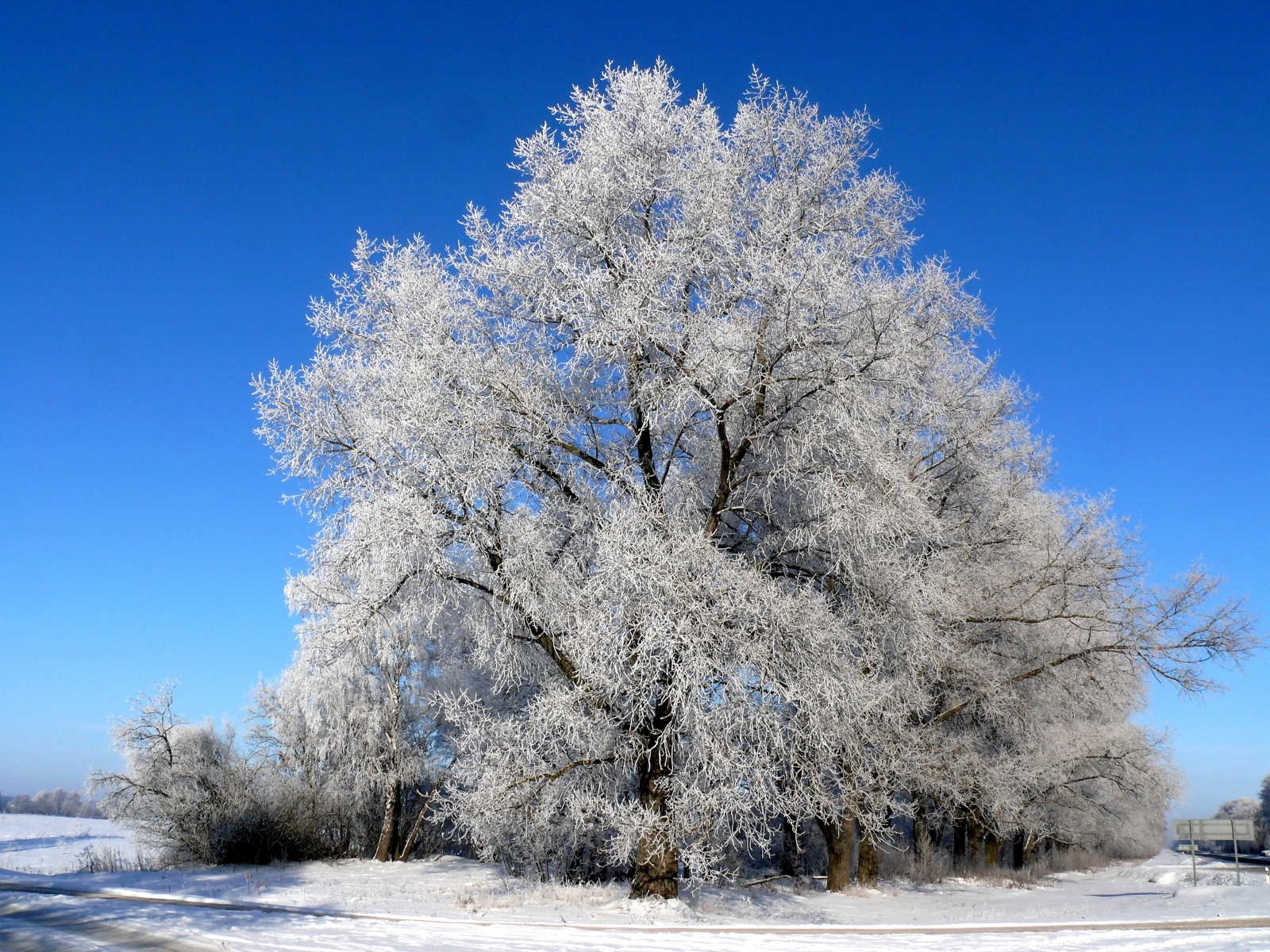 Скачати мобільні шпалери Дерева, Рослини, Сніг, Зима безкоштовно.
