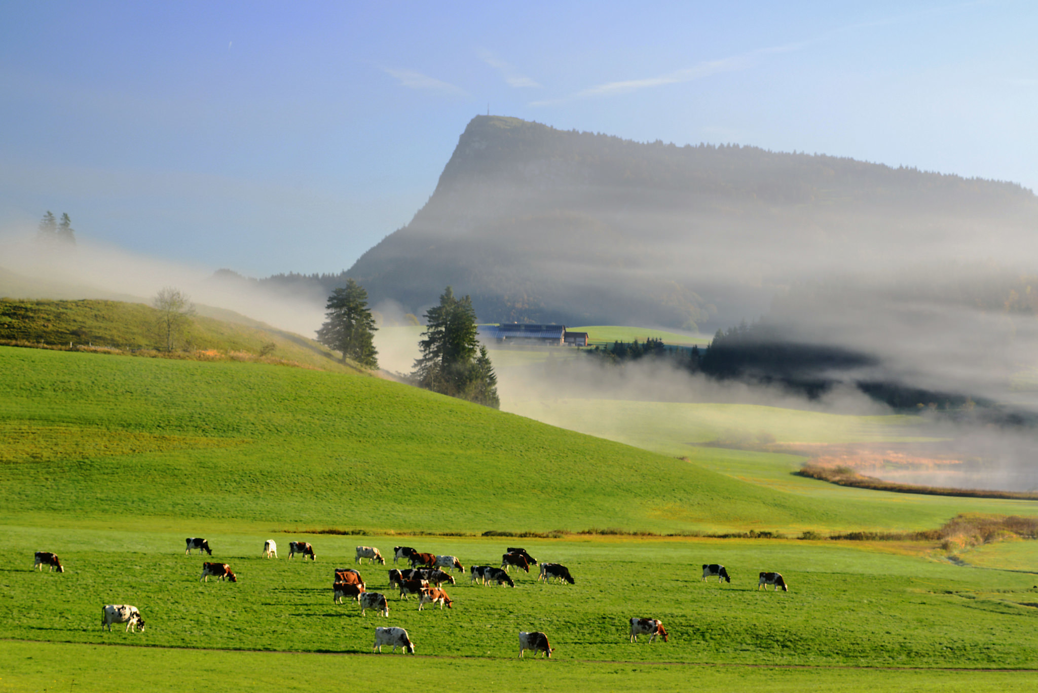 Download mobile wallpaper Grass, Fog, Animal, Meadow, Cow for free.