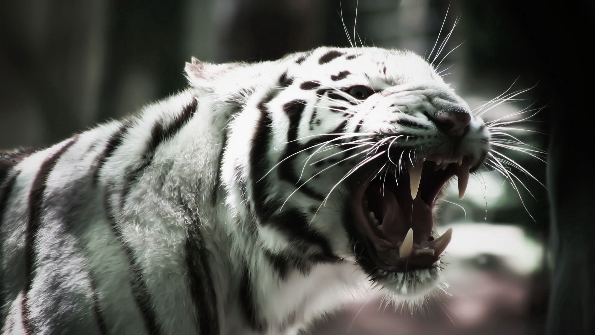 Download mobile wallpaper Animals, Muzzle, Fangs, Predator, Grin, Tiger for free.