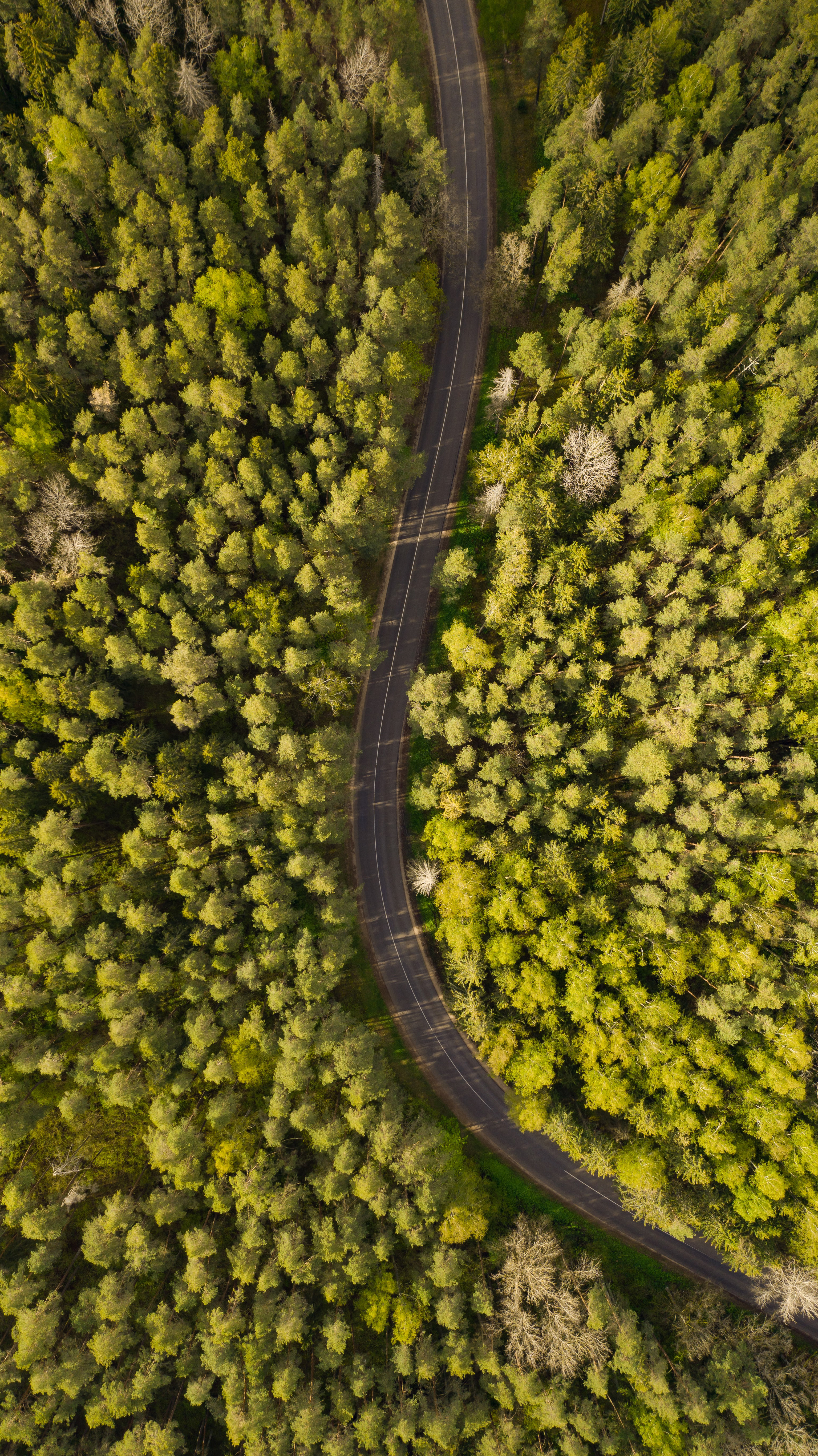 nature, trees, view from above, road, forest, winding, sinuous