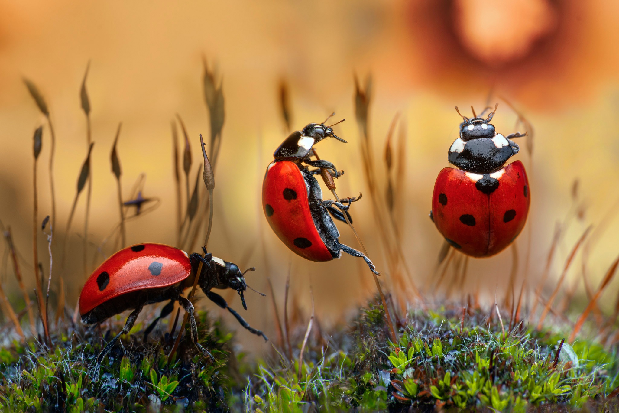 Download mobile wallpaper Macro, Animal, Ladybug for free.