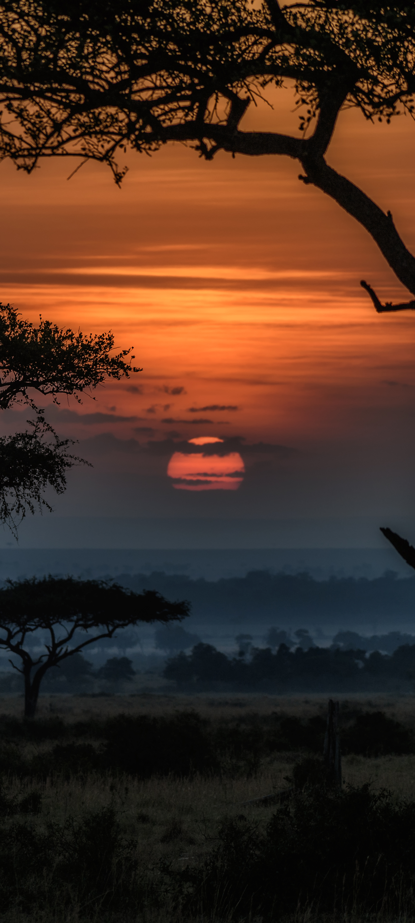 無料モバイル壁紙風景, サバンナ, 夜明け, 日の出, 地球, アフリカ, ケニアをダウンロードします。