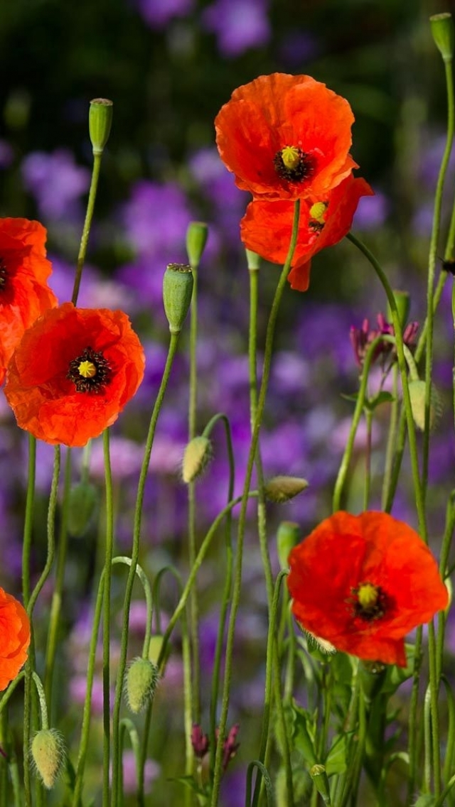 Handy-Wallpaper Blumen, Mohn, Erde/natur kostenlos herunterladen.