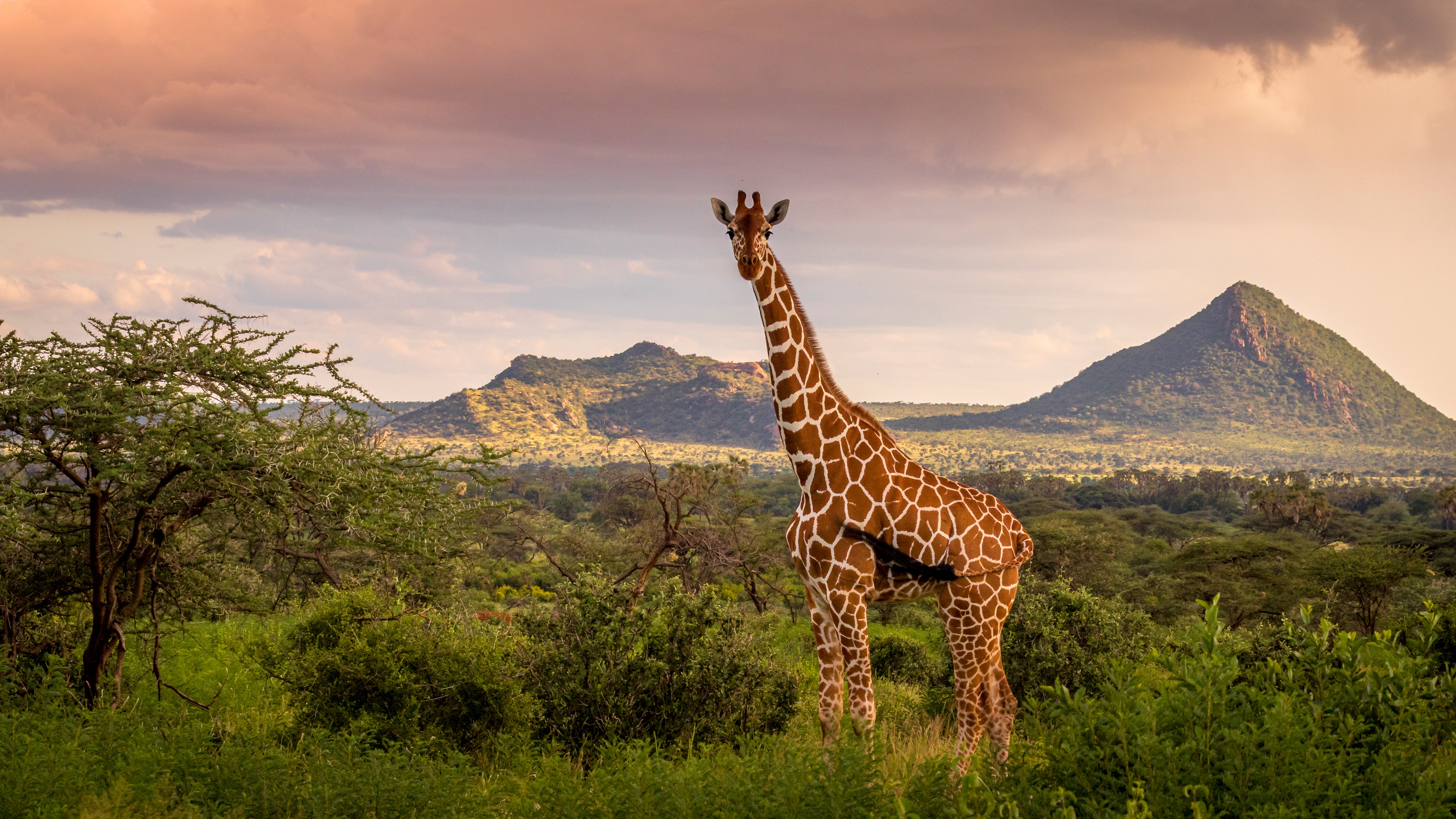 Handy-Wallpaper Tiere, Landschaft, Giraffe kostenlos herunterladen.