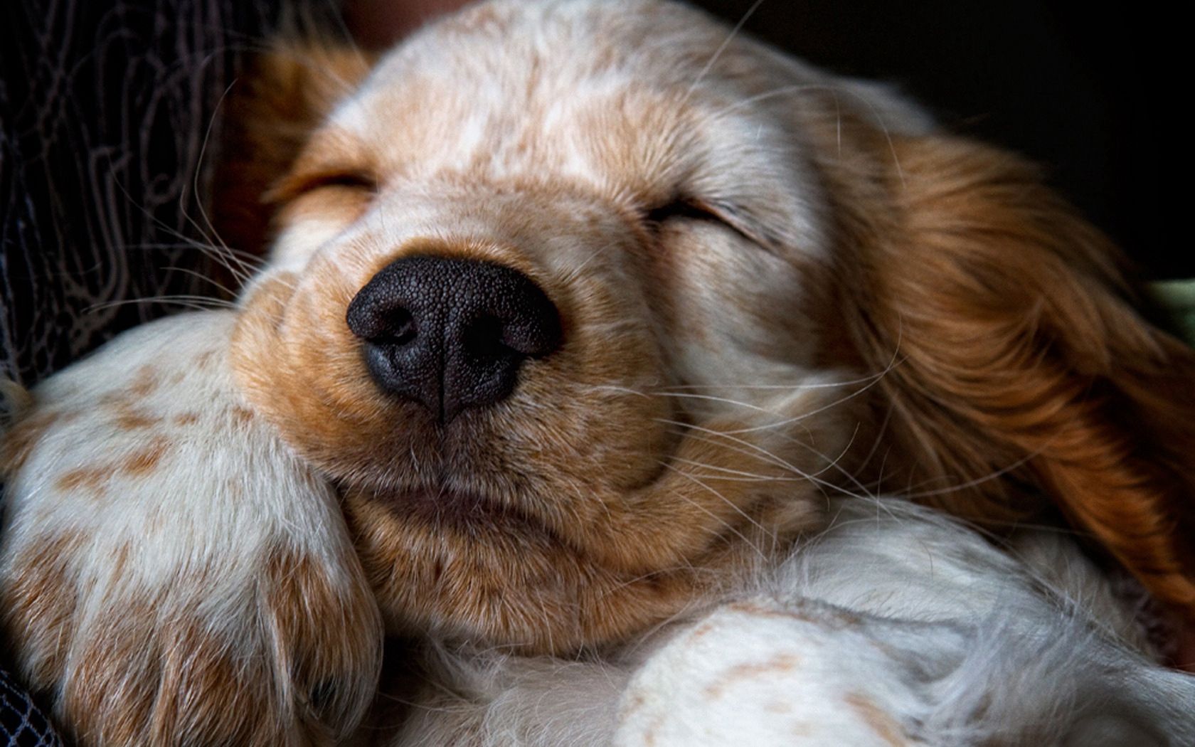 Free download wallpaper Muzzle, Puppy, Sleep, Nose, Animals, Dream on your PC desktop