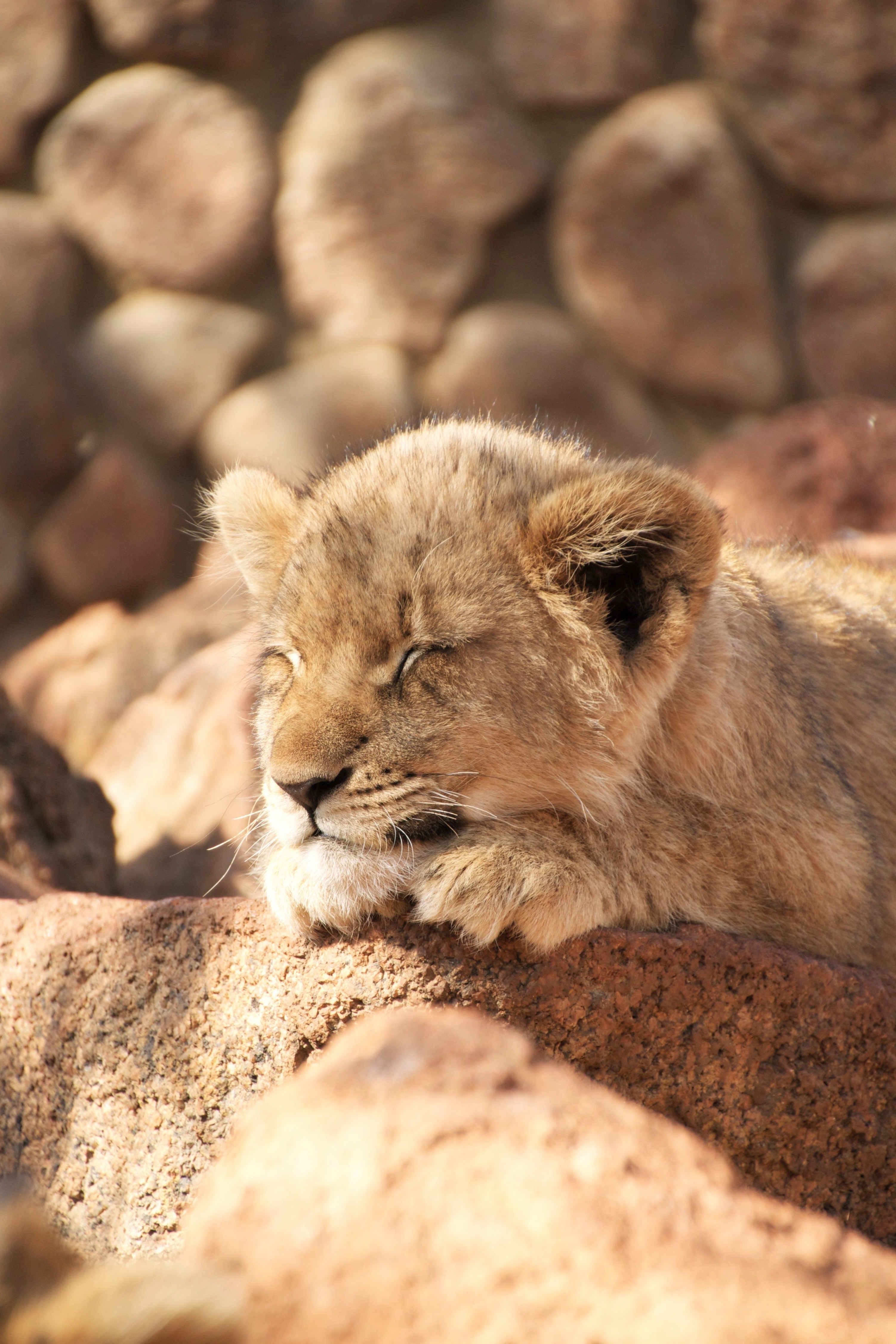 142341 descargar imagen animales, un leon, león, animal, lindo, querido, dormir, soñar, cachorro de león: fondos de pantalla y protectores de pantalla gratis