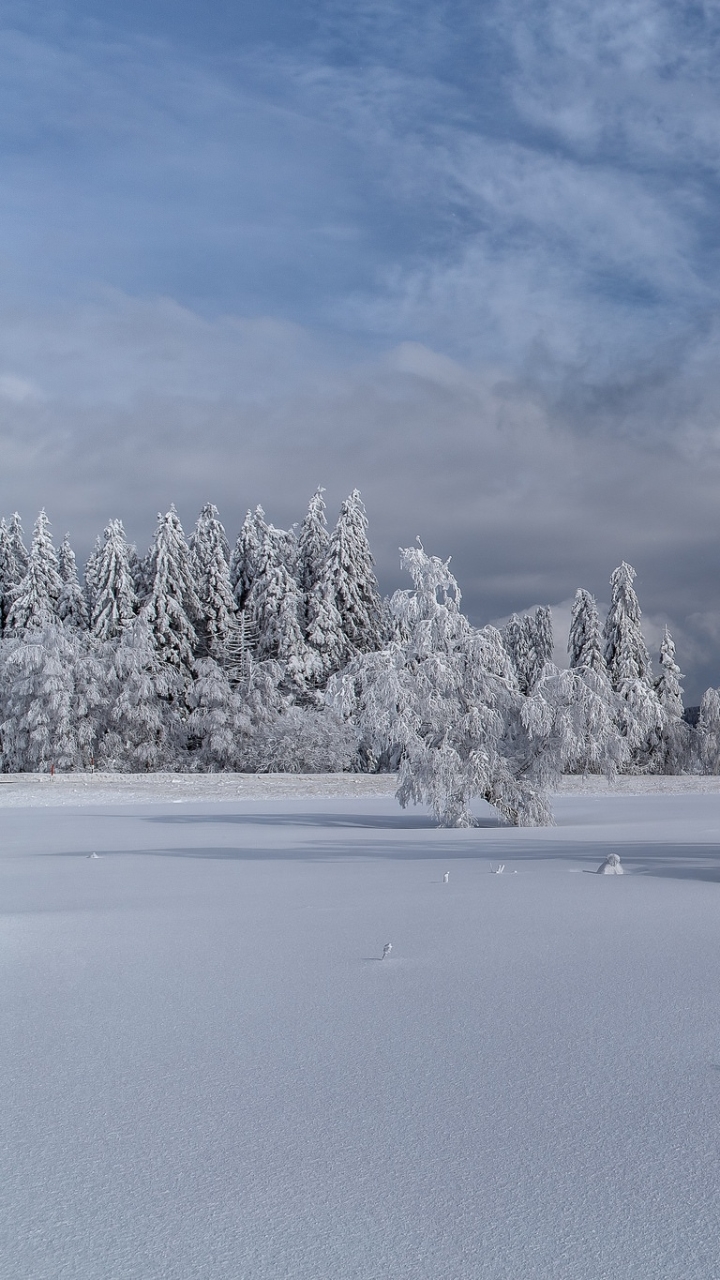 Скачати мобільні шпалери Зима, Природа, Сніг, Дерево, Земля безкоштовно.